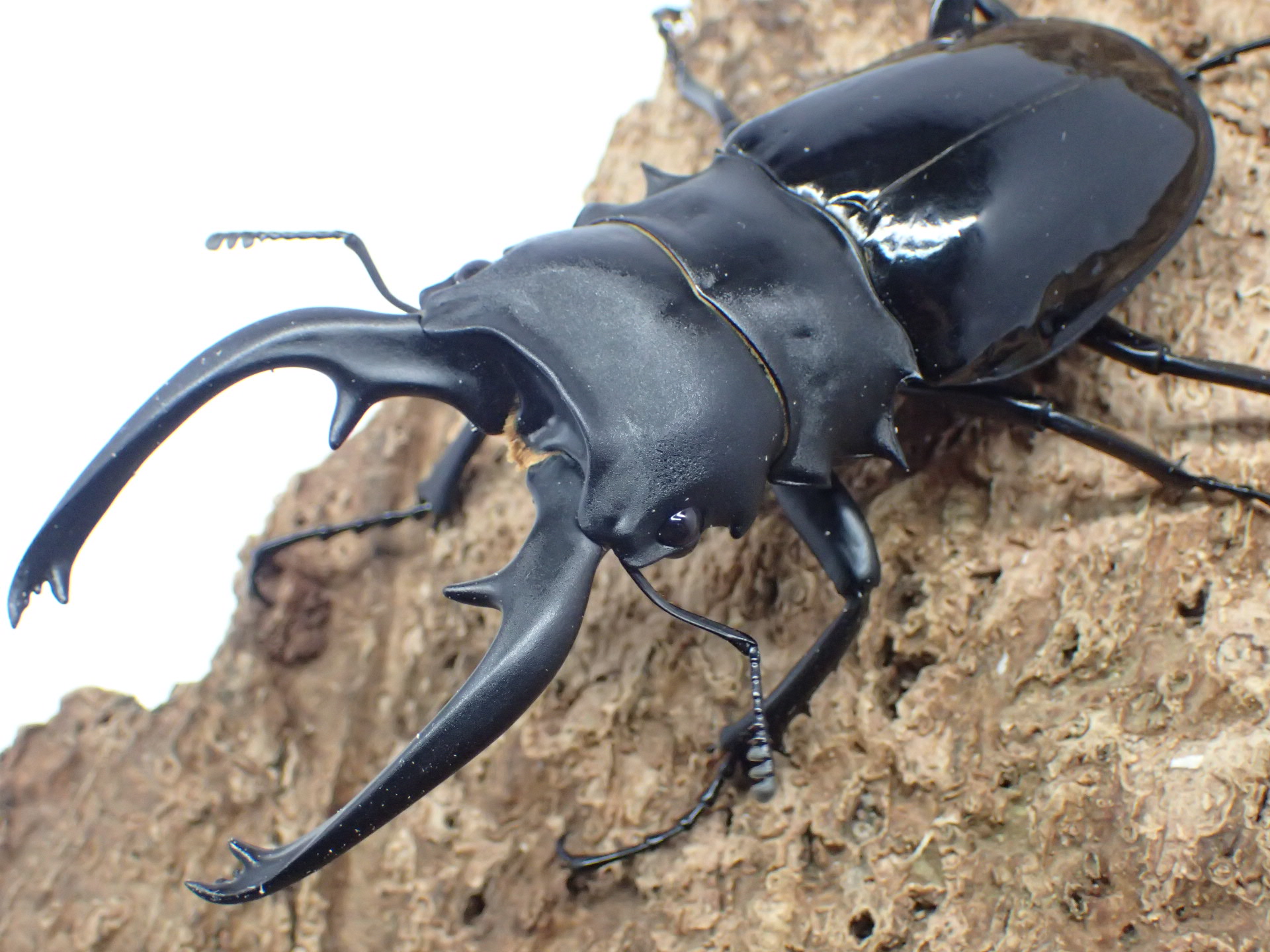 【WD】インターメディアツヤクワガタ　ペア