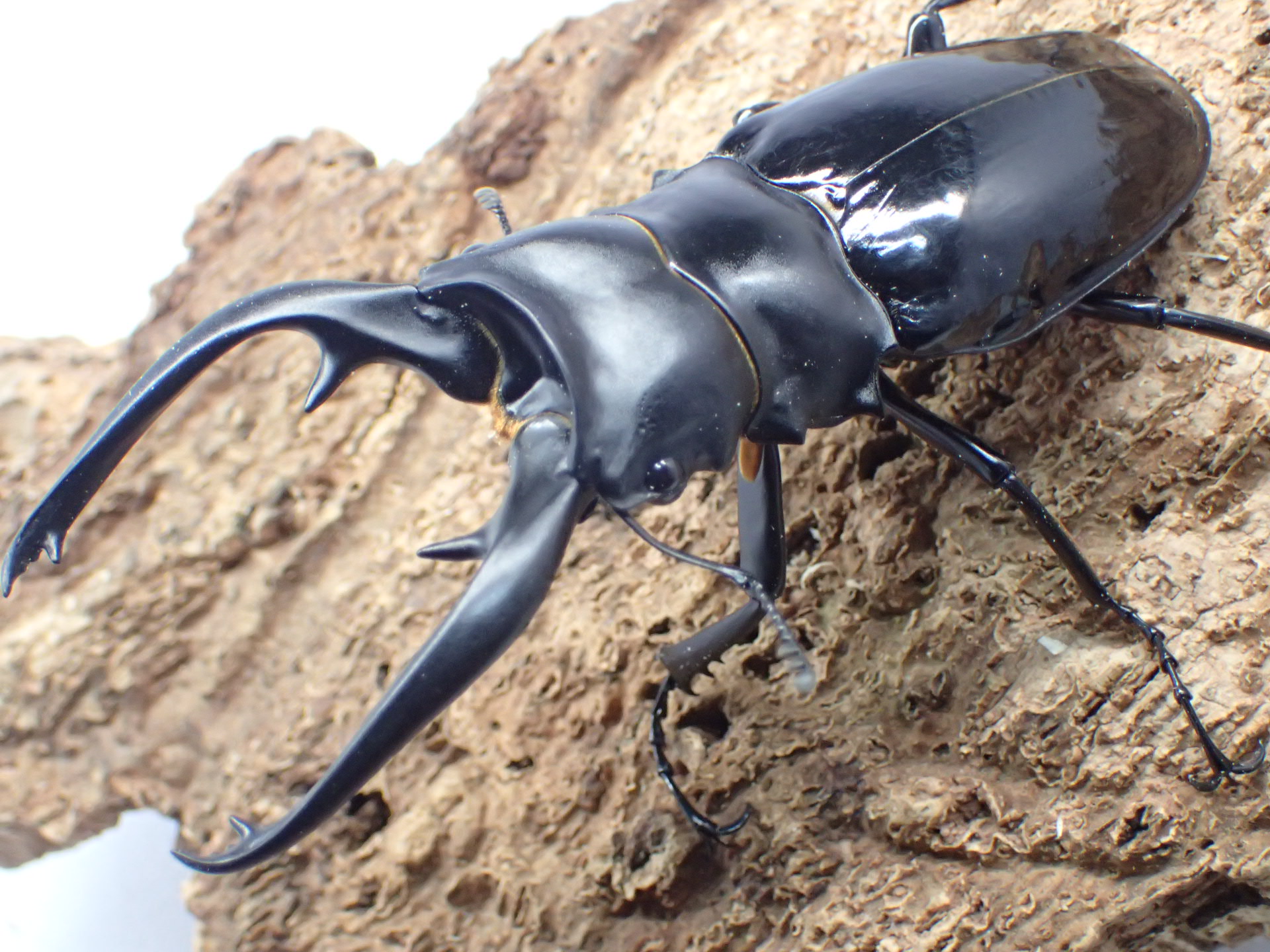 【WD】インターメディアツヤクワガタ　ペア