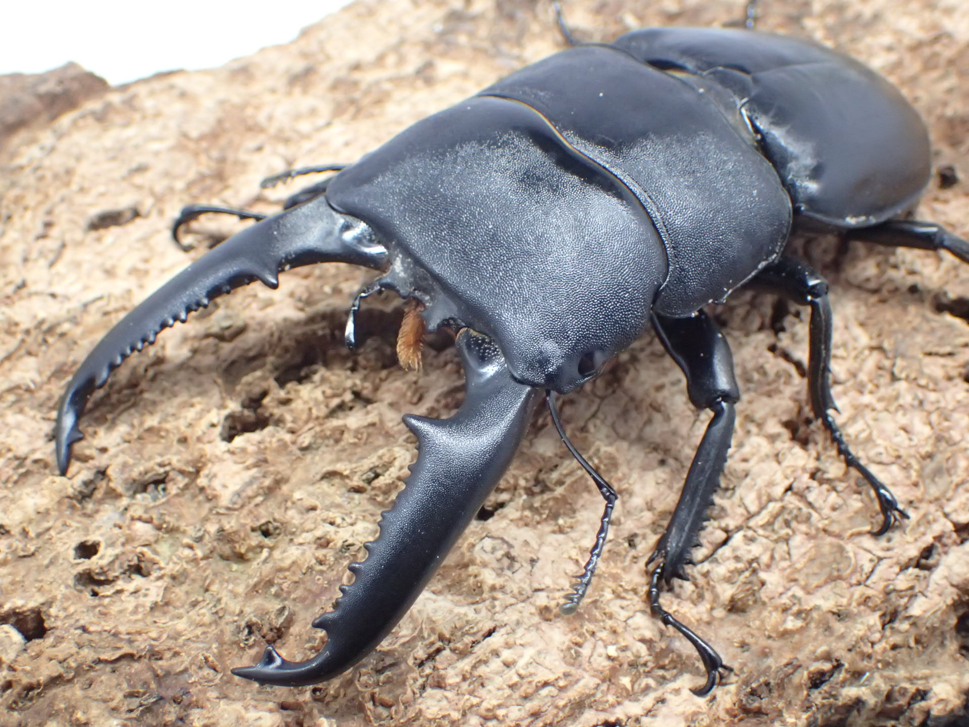 【WD】パラワンオオヒラタクワガタ　ペア