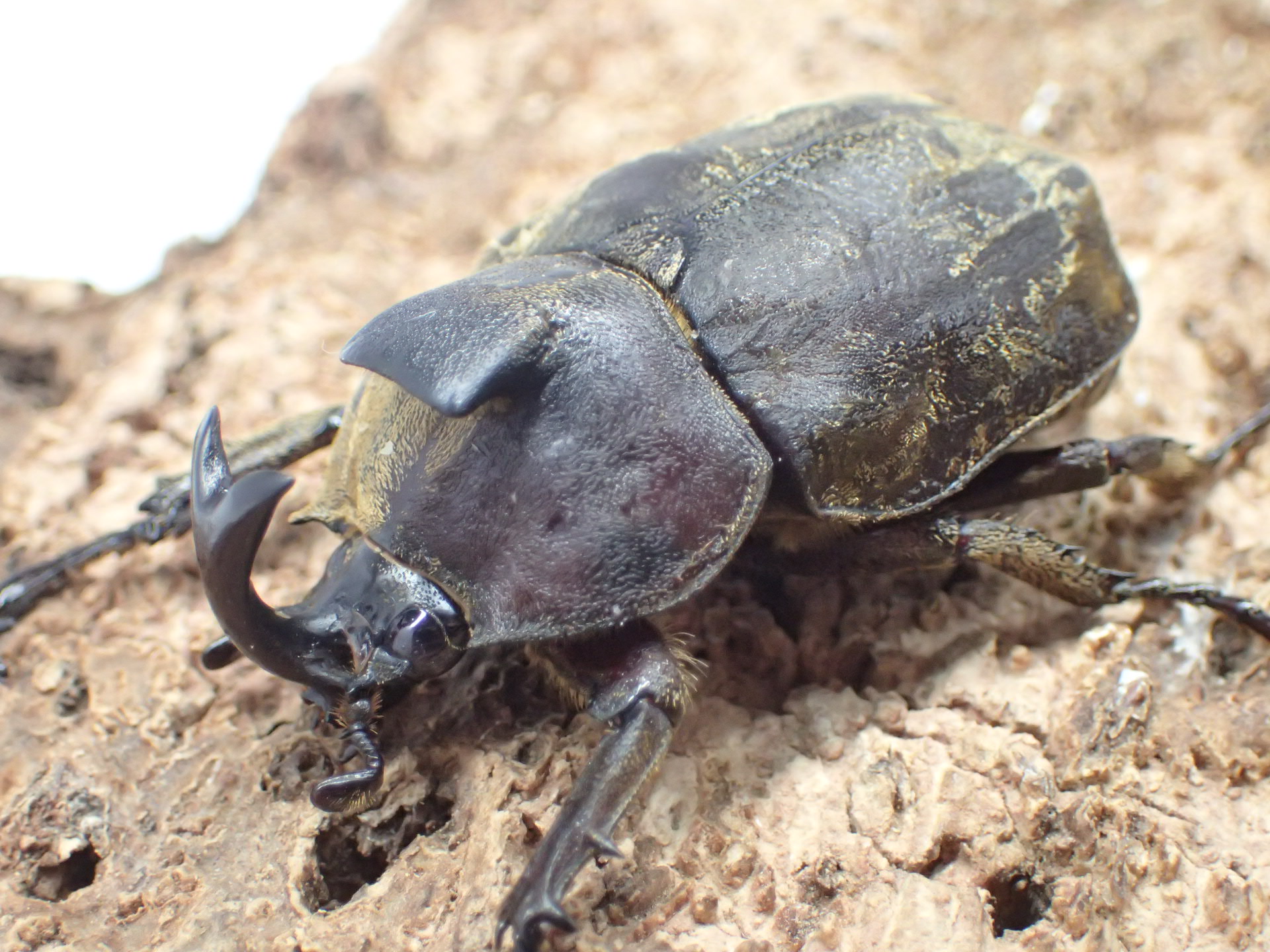 サビイロカブト(原名亜種)　ペア