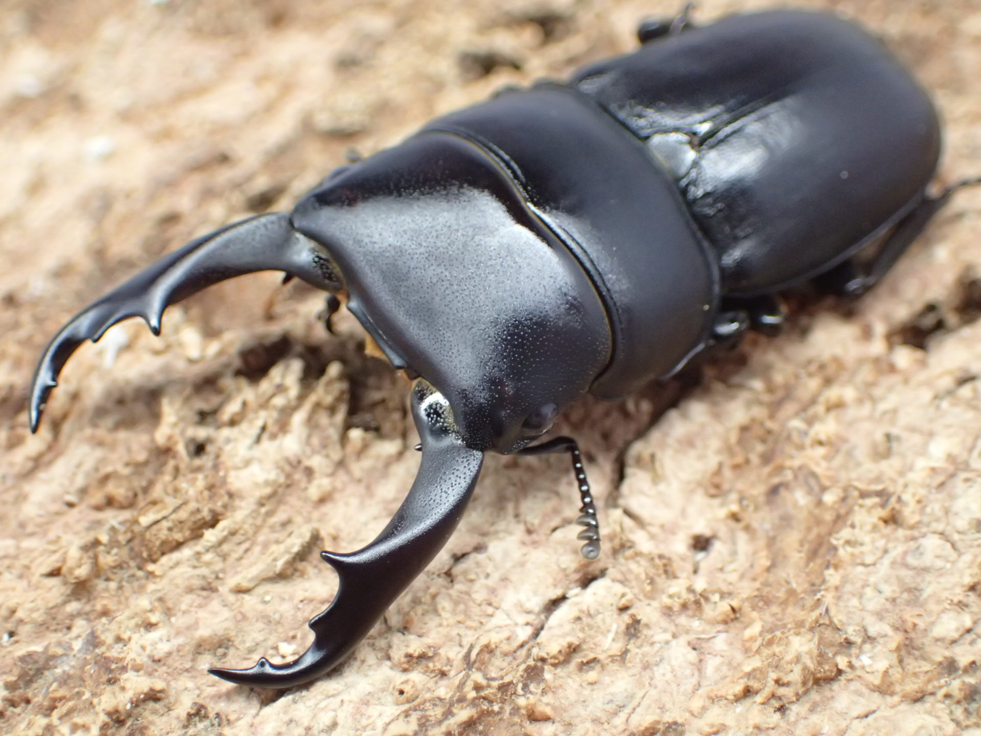 【WF1】ケルブルスヒラタクワガタ　ペア