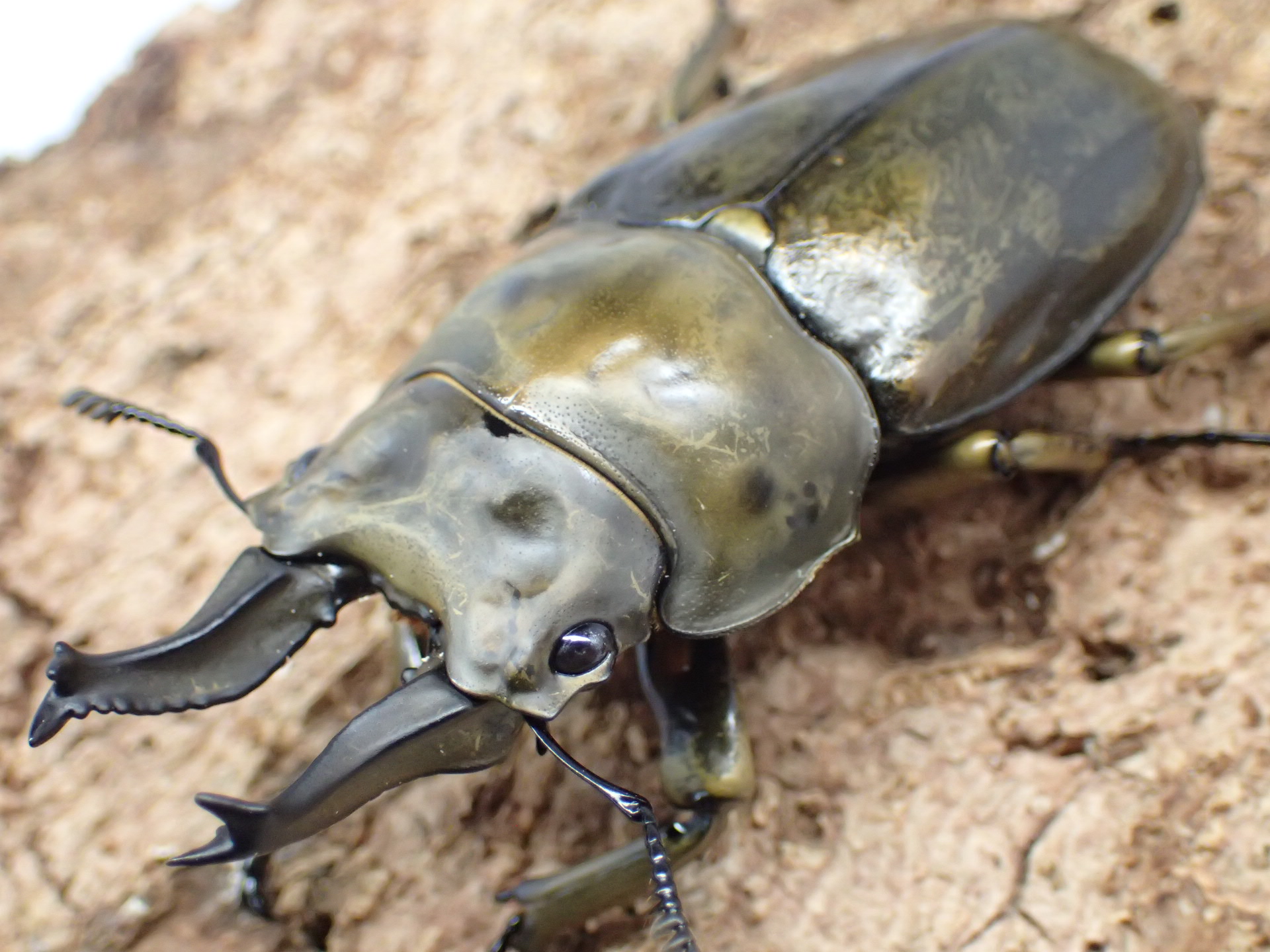 【WD】ローゼンベルグオウゴンオニクワガタ　ペア