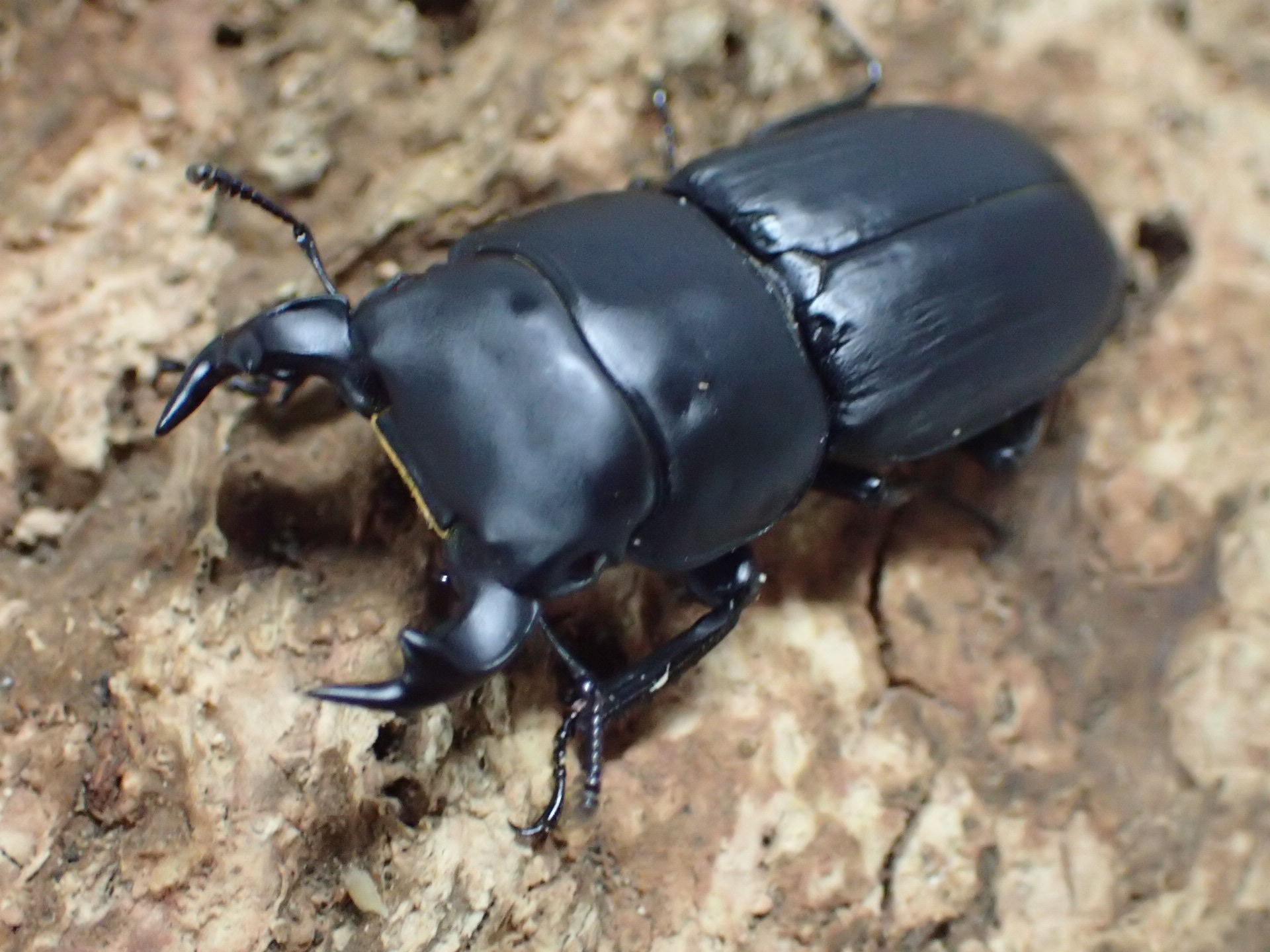 ムシモンオオクワガタ　ペア