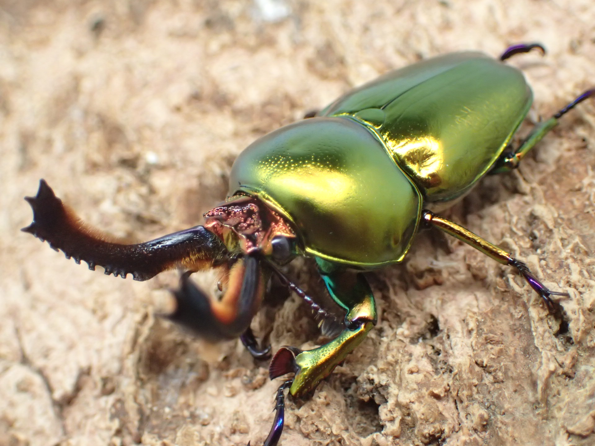 ラトレイユキンイロクワガタ(♀ブルー)　ペア