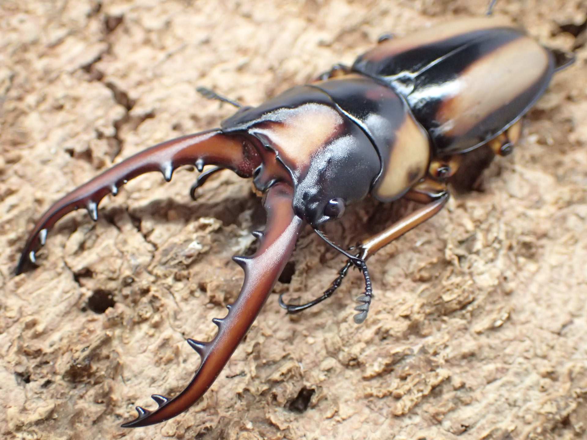 サバゲノコギリクワガタ　ペア