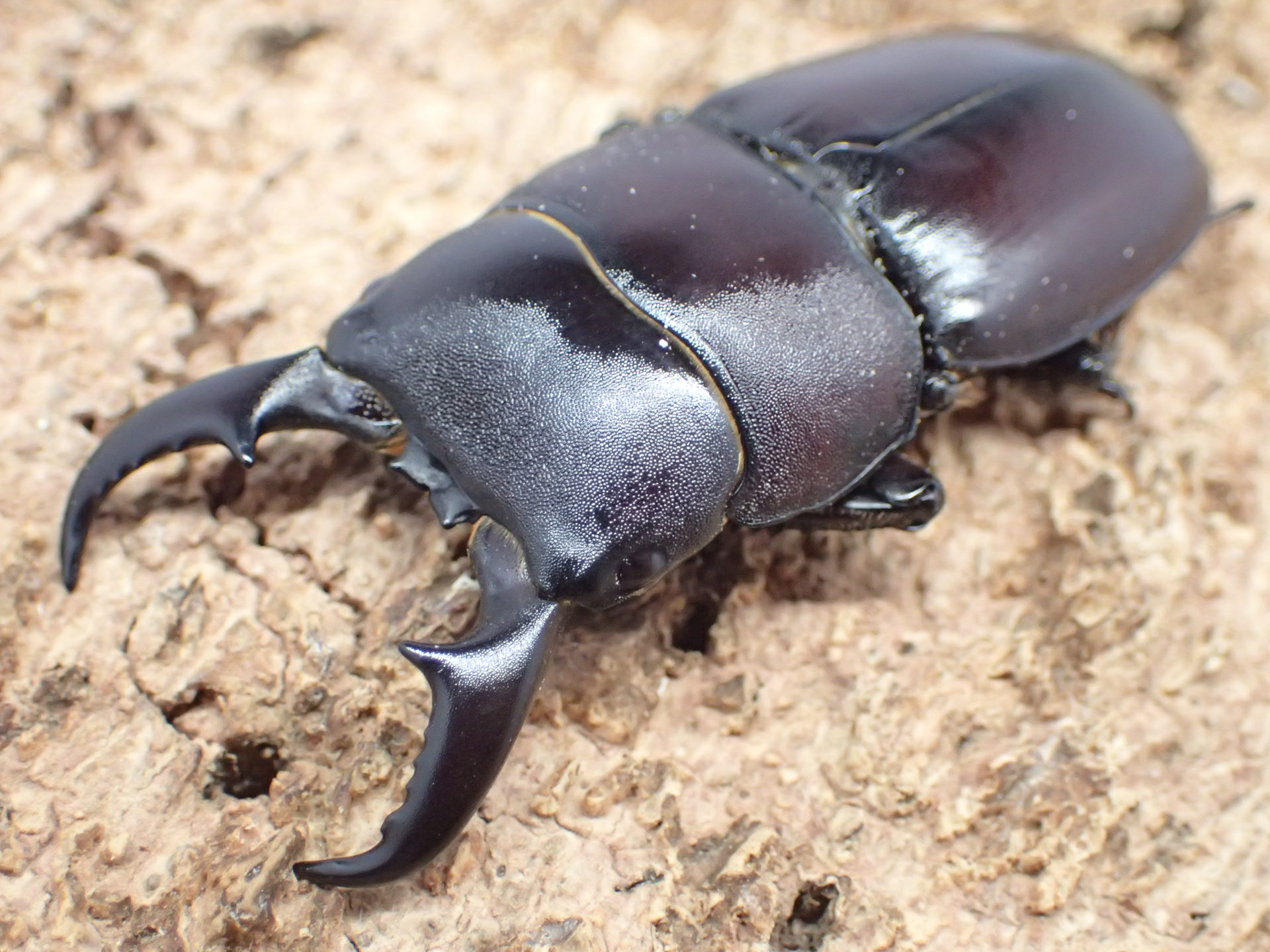 ダイトウヒラタクワガタ　ペア