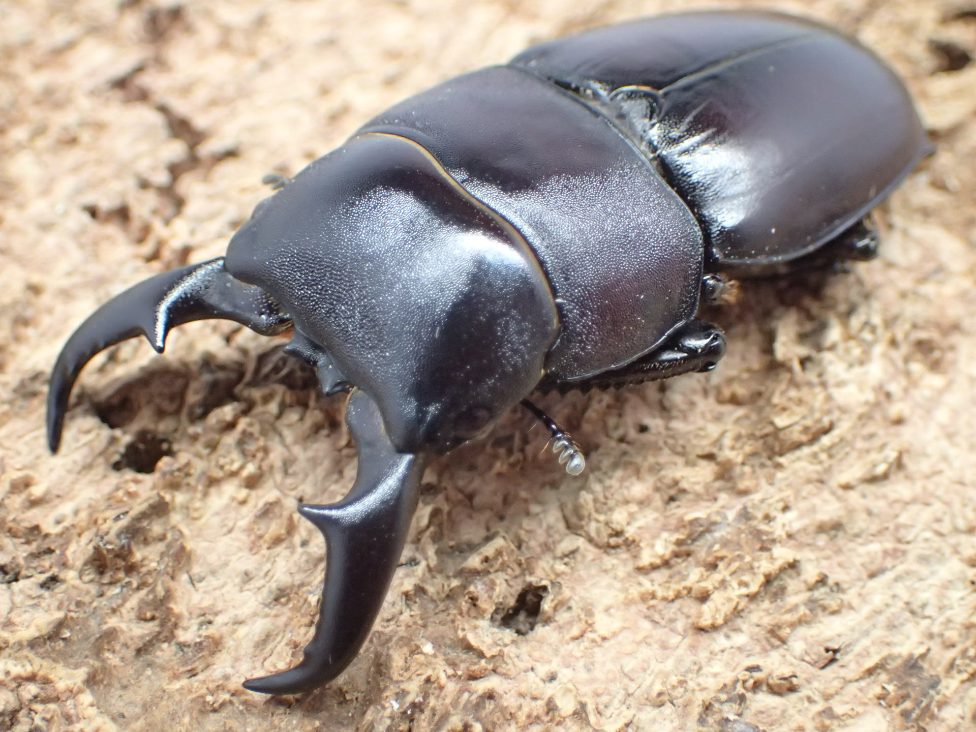 ダイトウヒラタクワガタ　ペア