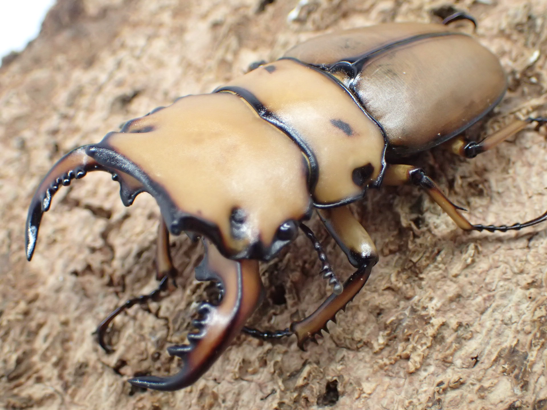 メリーメンガタクワガタ　ペア