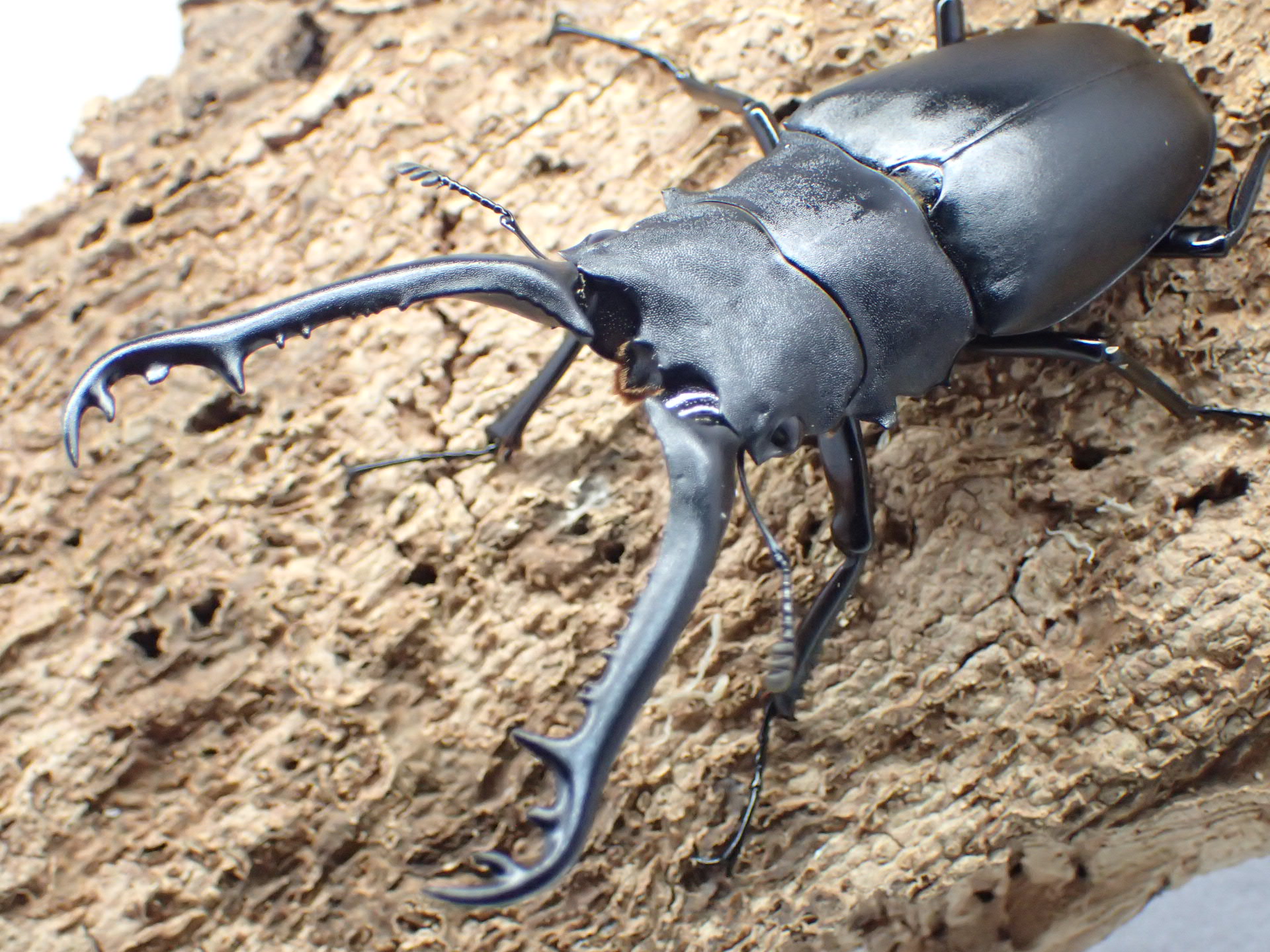 ギラファノコギリクワガタ(ケイスケ)　ペア