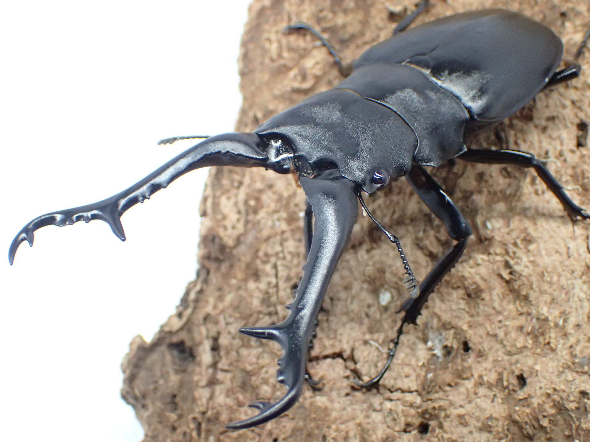 ギラファノコギリクワガタ(ケイスケ)　ペア