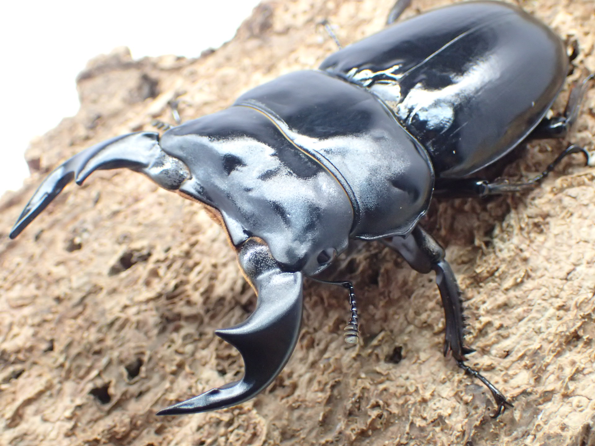 ブータンアンタエウスオオクワガタ　ペア