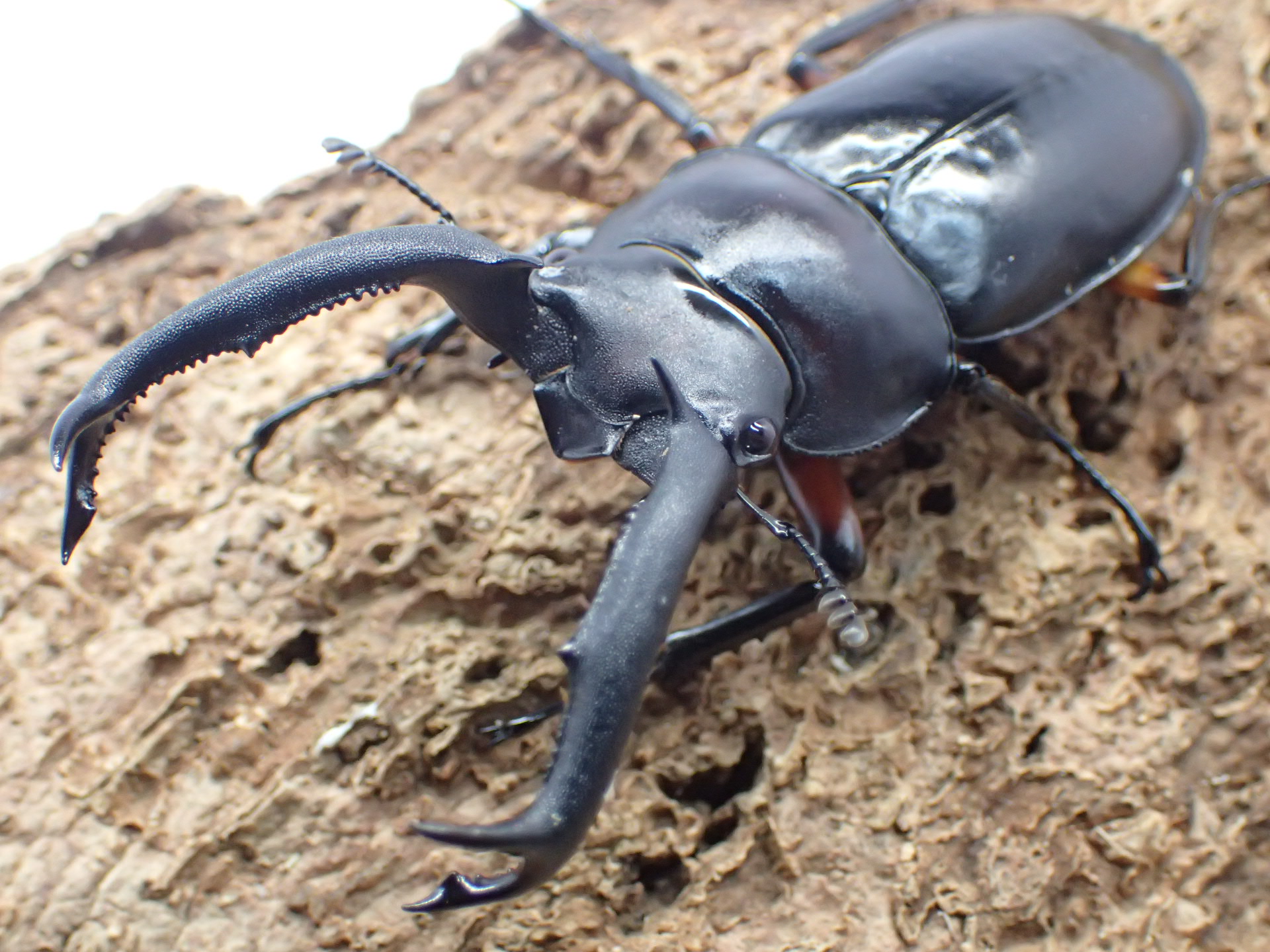 ディディエールシカクワガタ　ペア