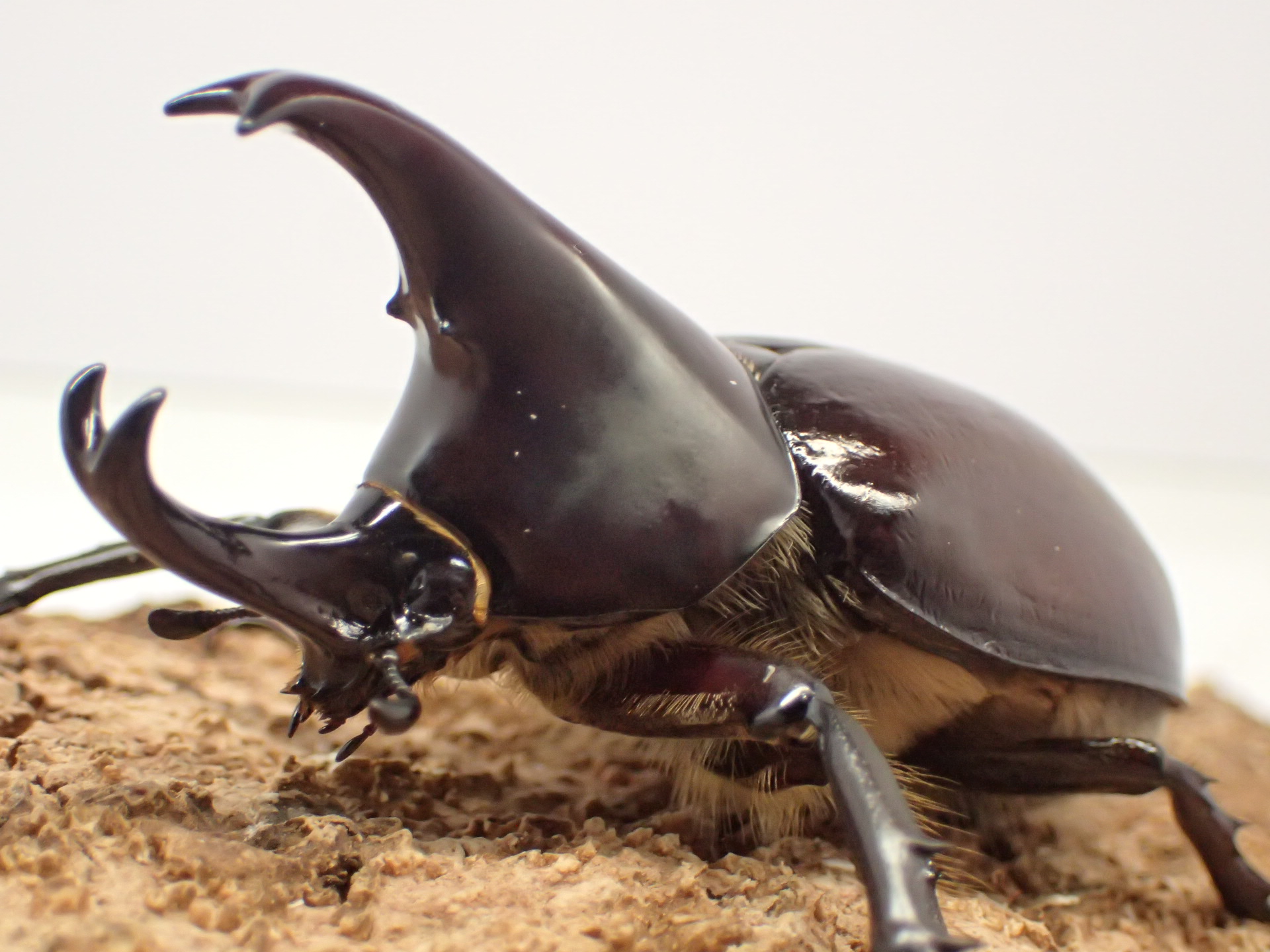 フローレレンシスニセヒメカブト　ペア