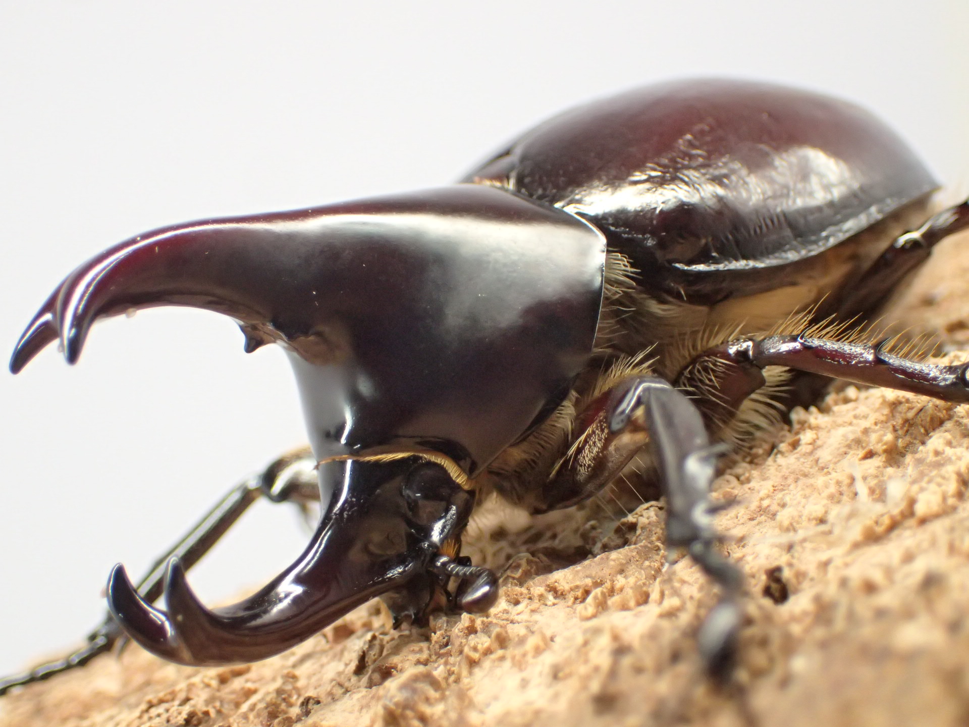 フローレレンシスニセヒメカブト　ペア