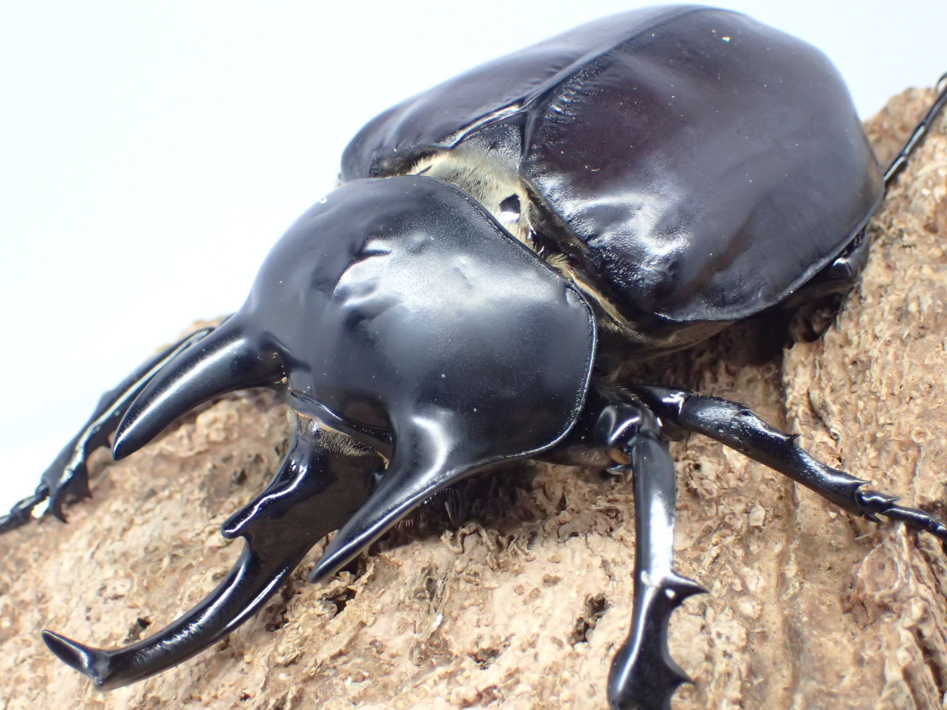 レックスゾウカブト(アクティオンゾウカブト)　ペア