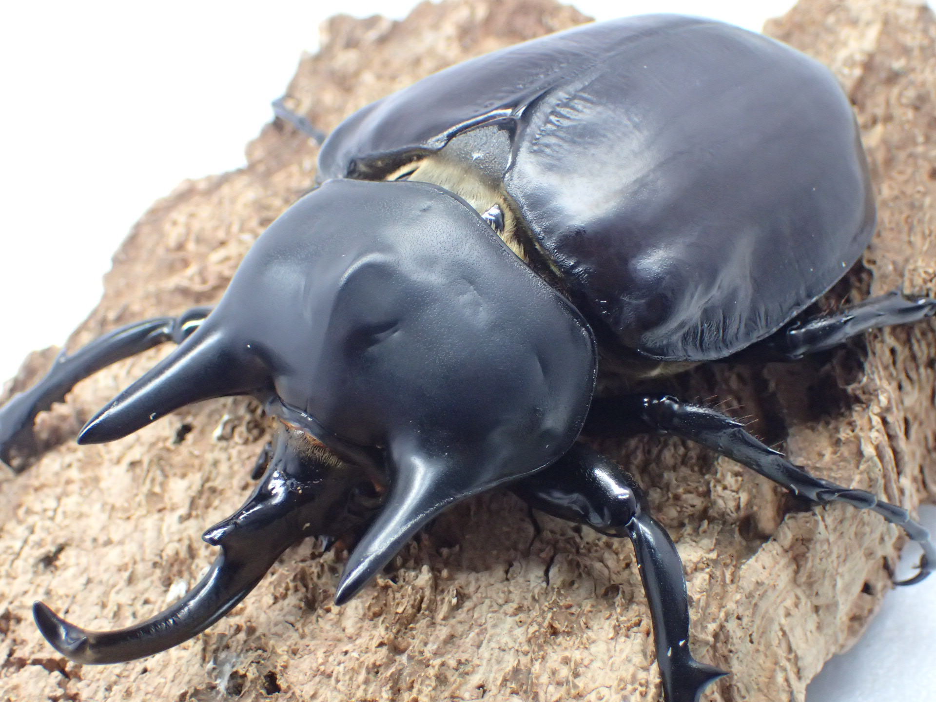 レックスゾウカブト(アクティオンゾウカブト)　ペア