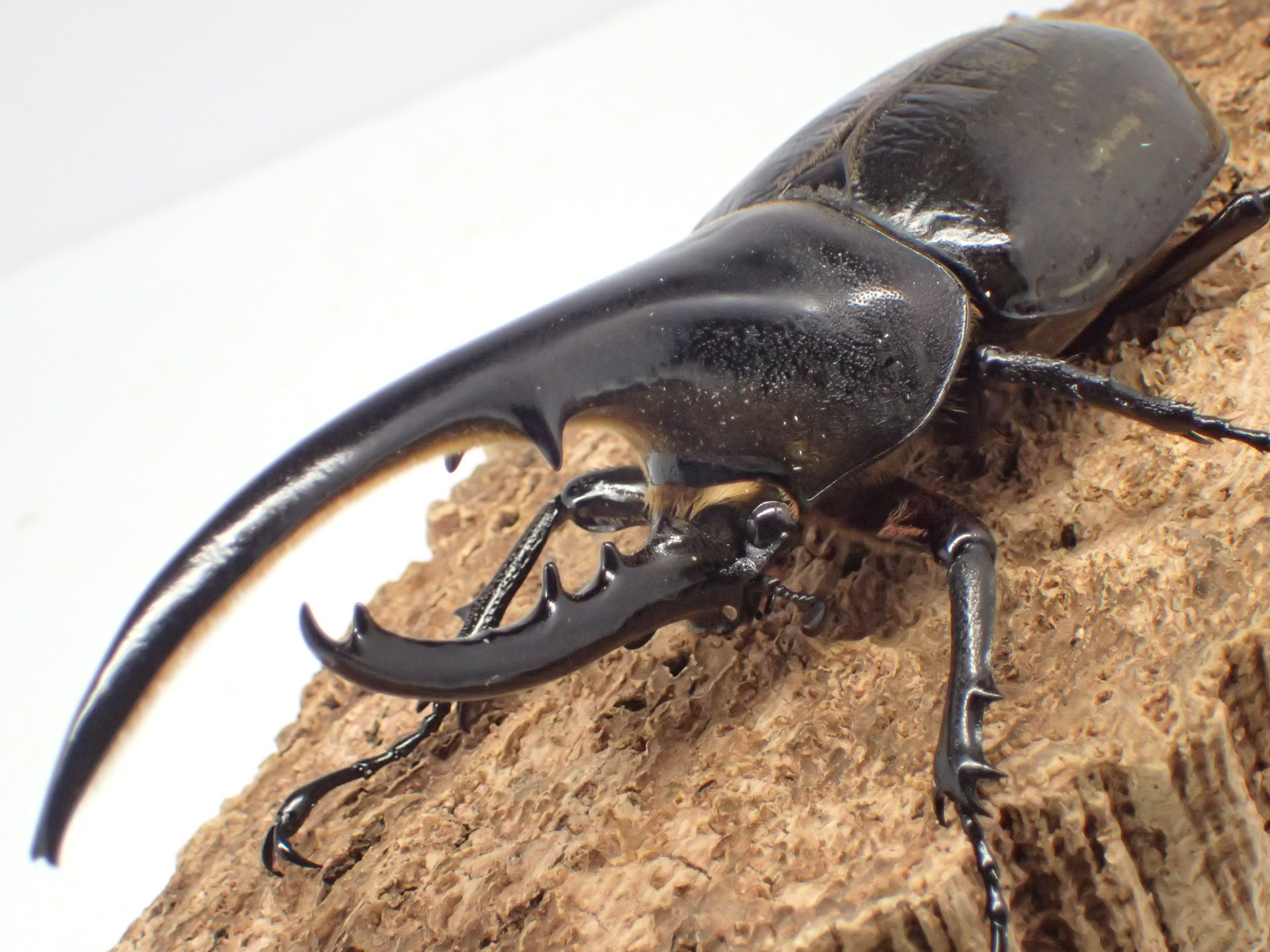 ヘラクレス・ヘラクレス　ペア