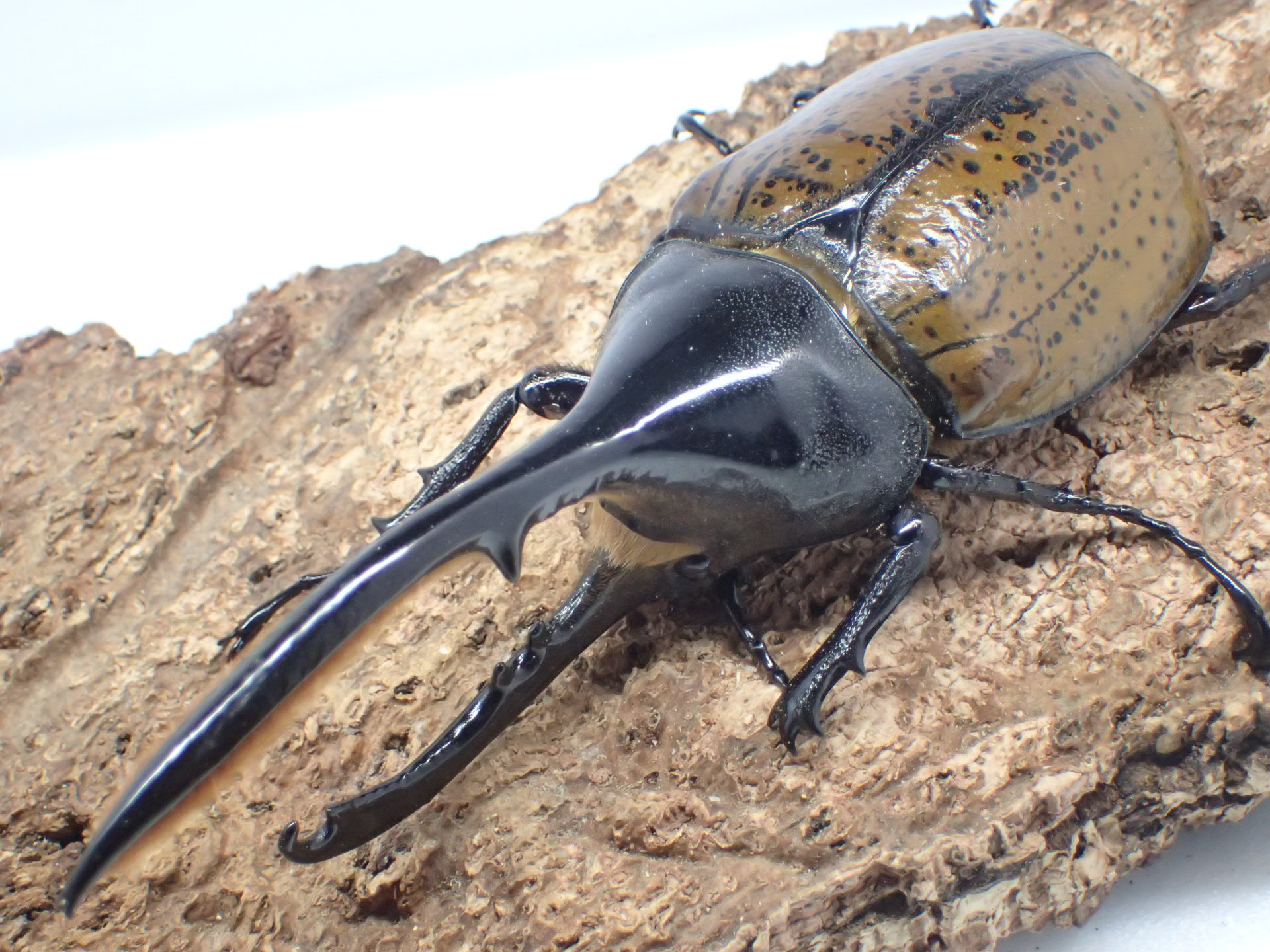 ヘラクレス・リッキー幼虫　１♂2♀トリオセット