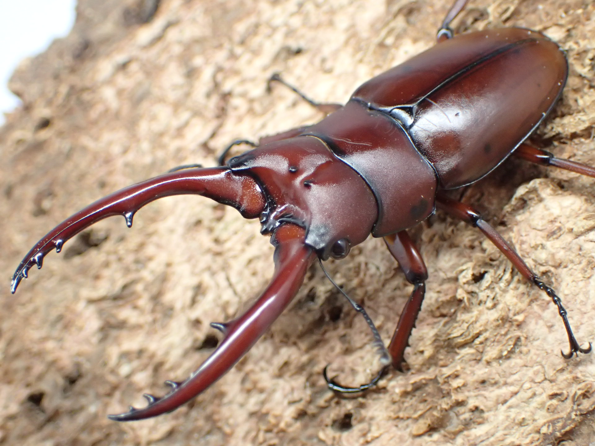 【WF1】アスタコイデスノコギリクワガタ(fraternus)幼虫
