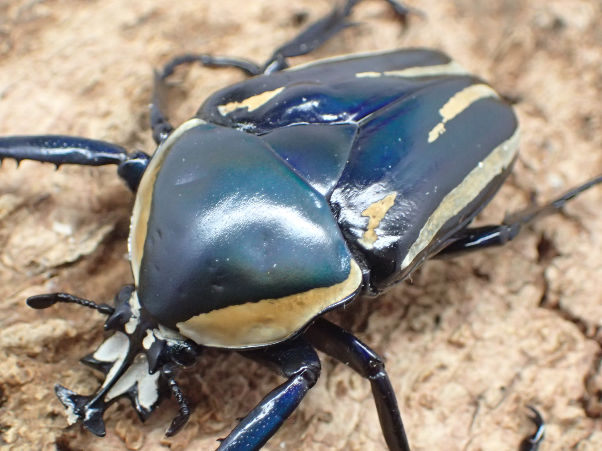 シロヘリオオツノカナブン(ブルー)幼虫