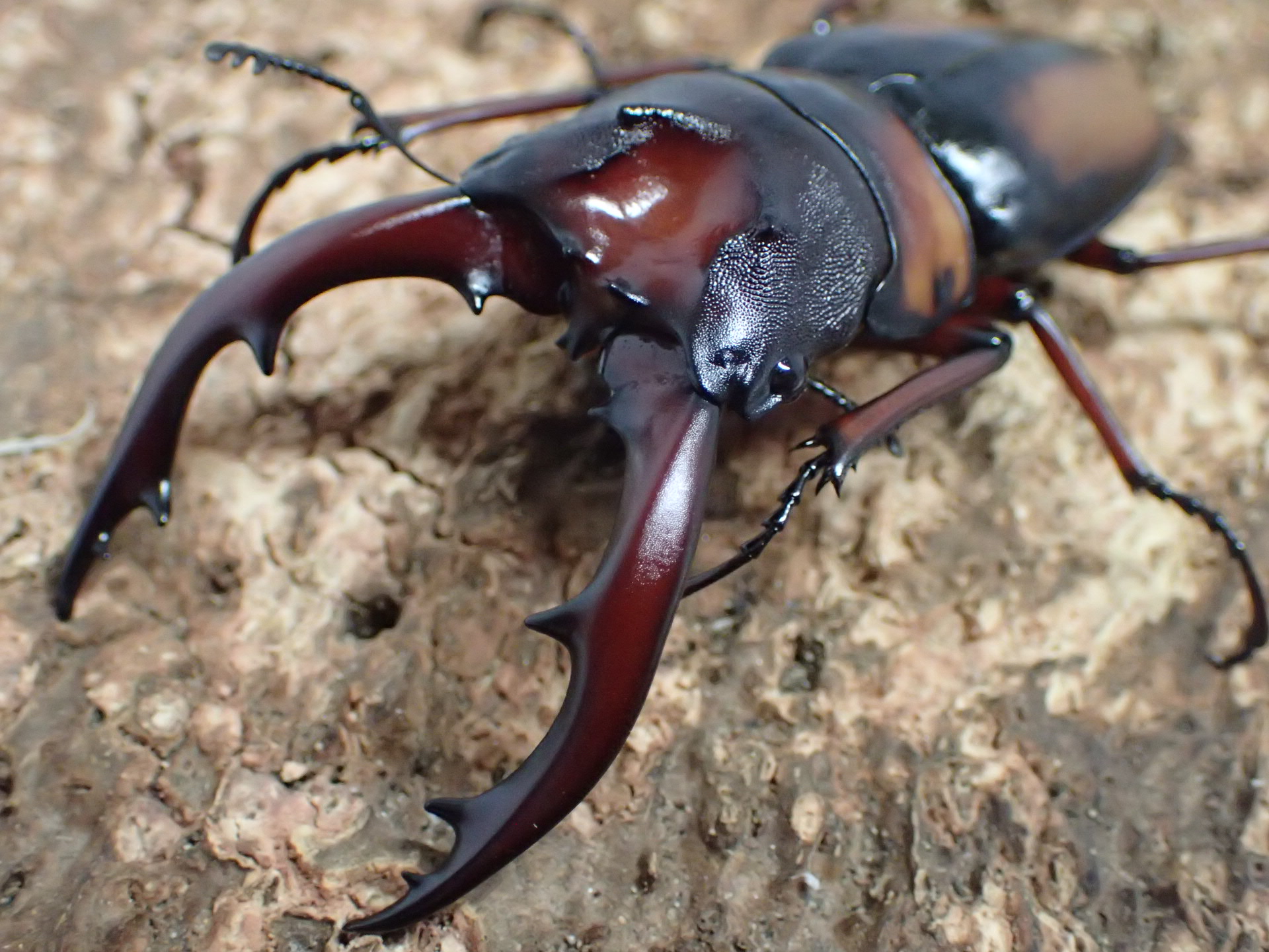 ミラビリスノコギリクワガタ幼虫　3頭セット