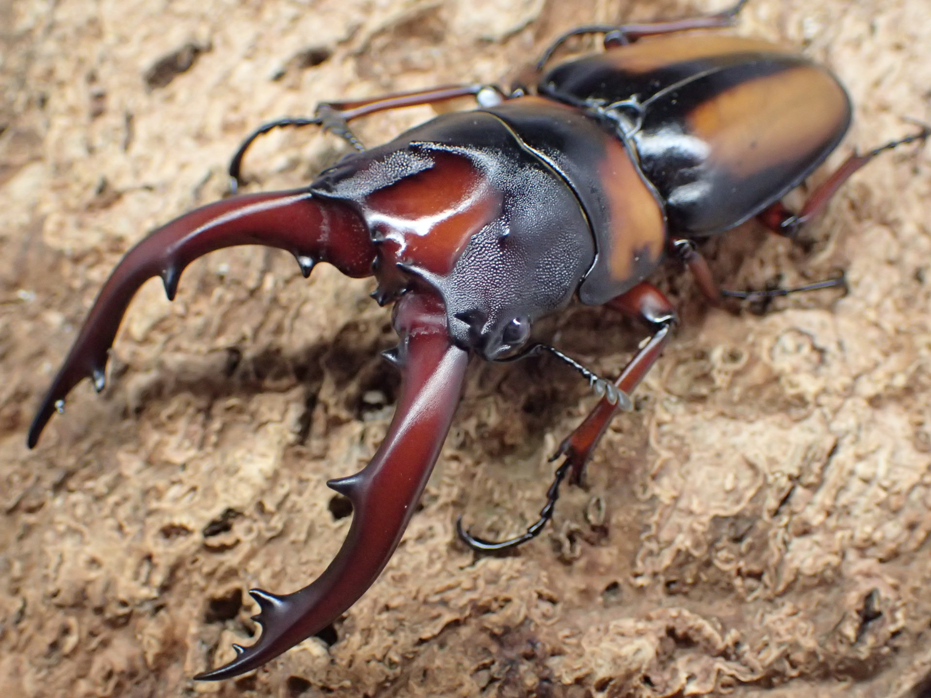 ミラビリスノコギリクワガタ　ペア