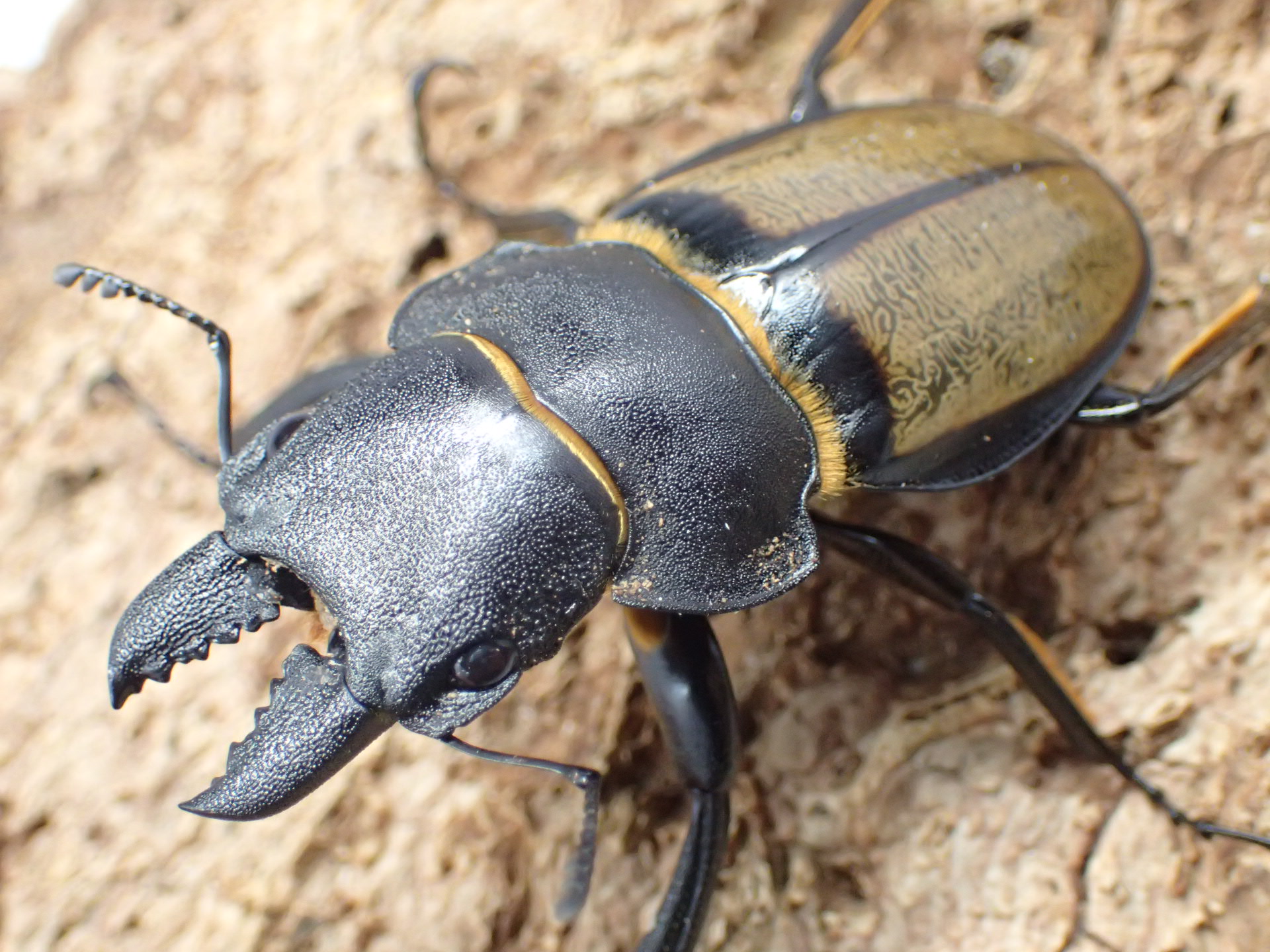 【WD】キプルツヤクワガタ　ペア