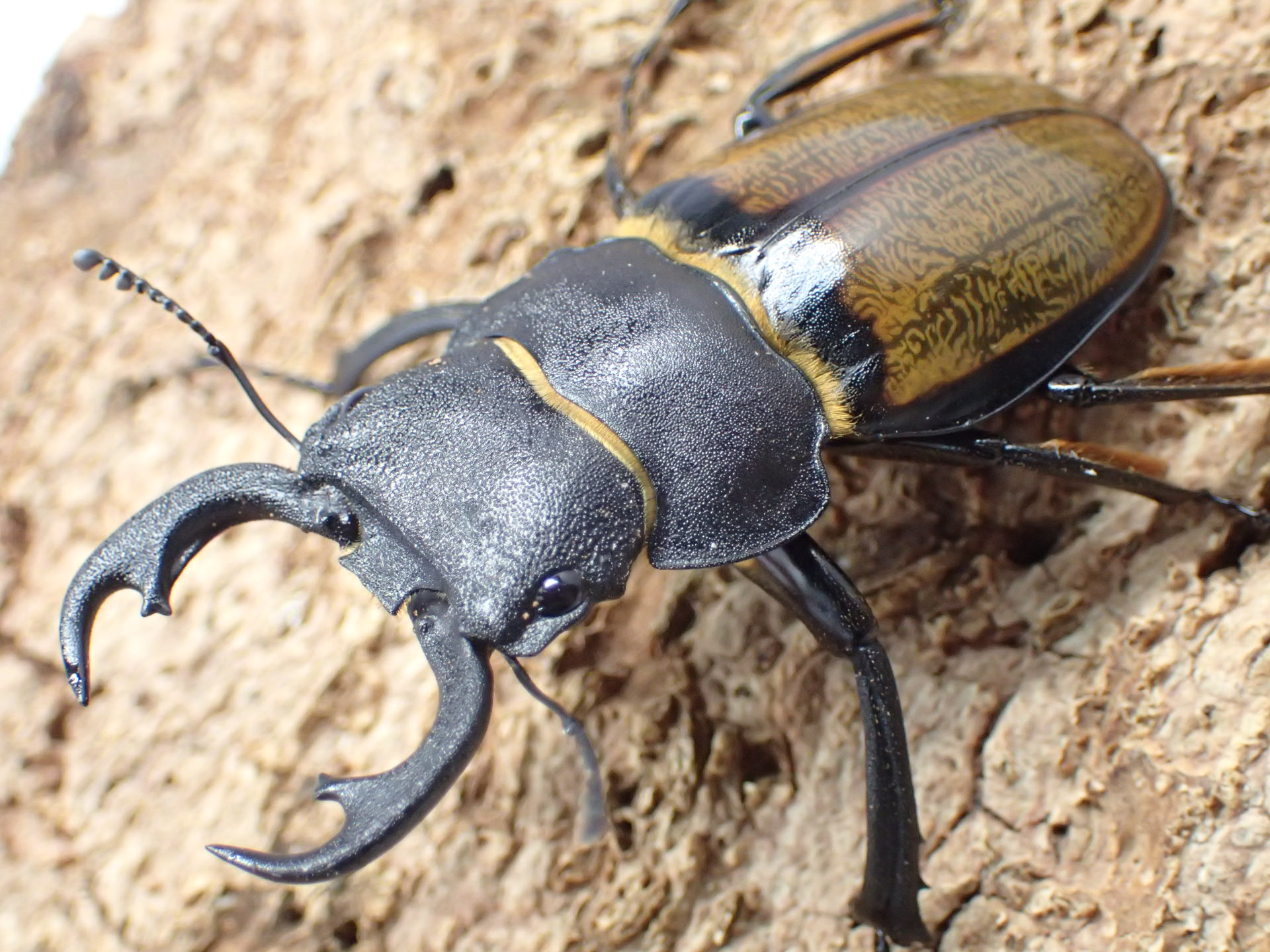 【WD】キプルツヤクワガタ　ペア