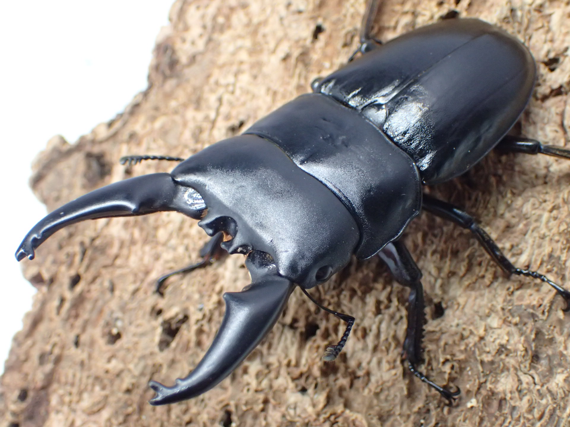 【WD】トラキクスヒラタクワガタ　ペア