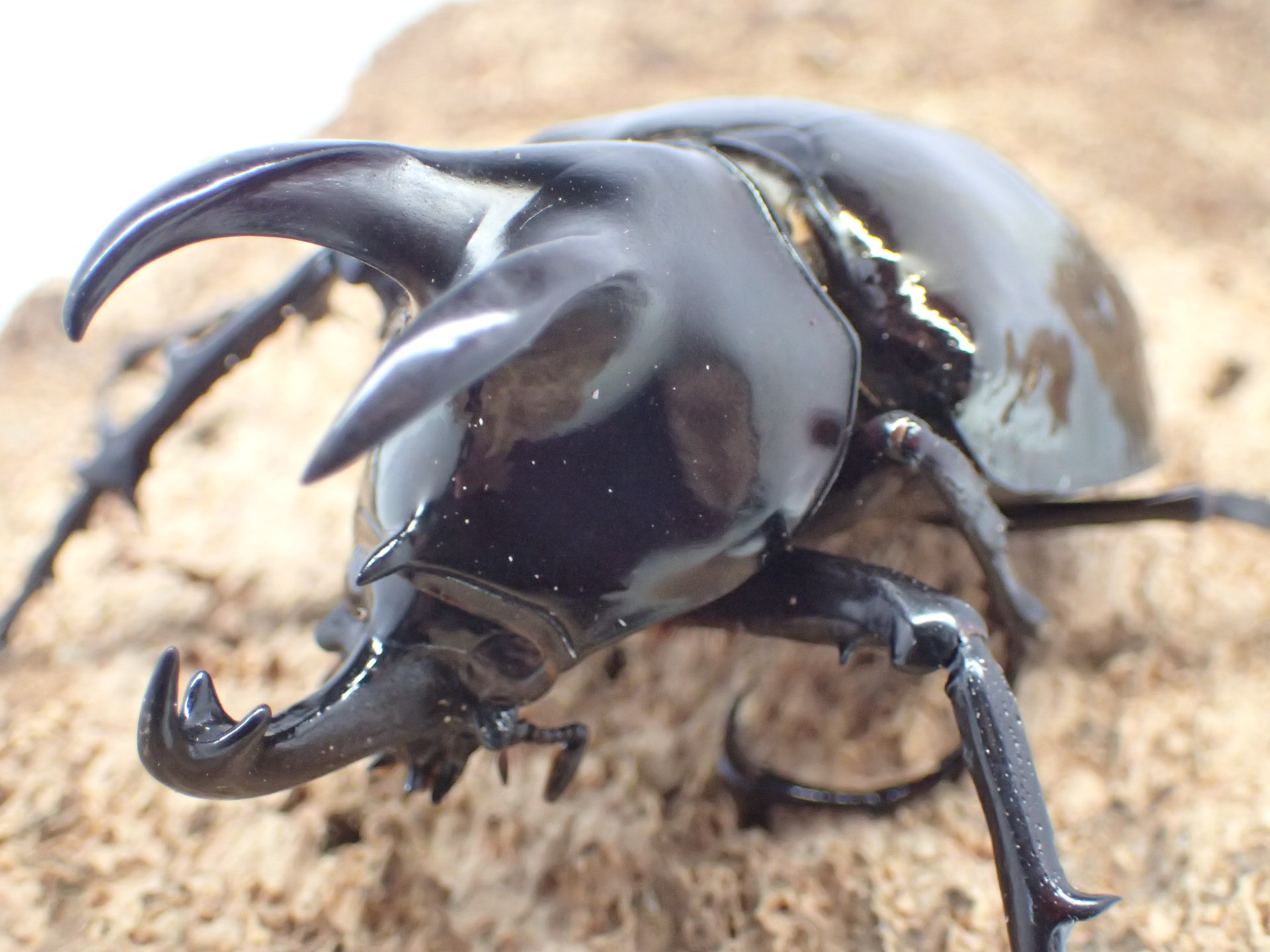 【WD】【ボルネオ産】モーレンカンプオオカブト　ペア