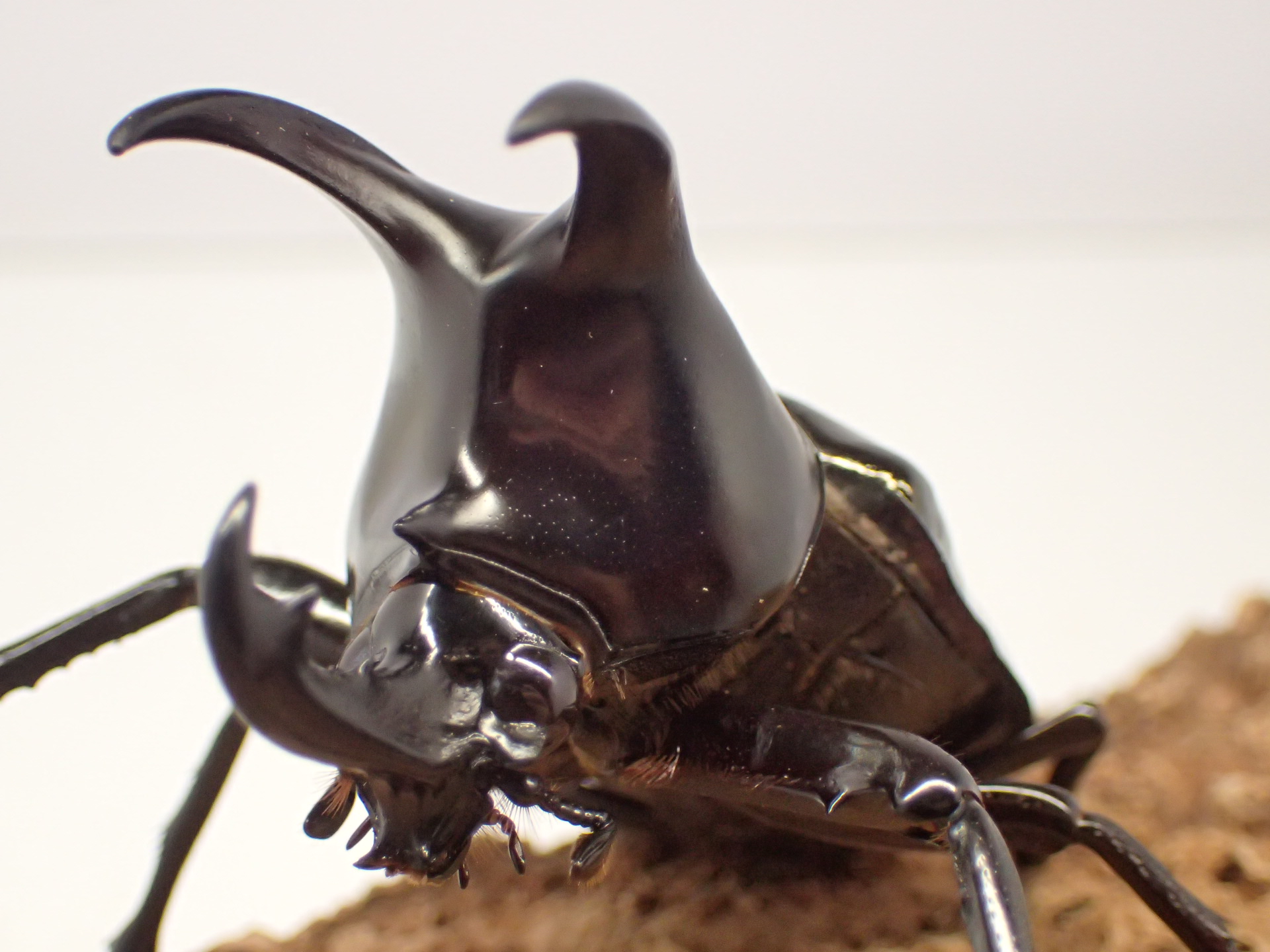 【WD】【ボルネオ産】モーレンカンプオオカブト　ペア