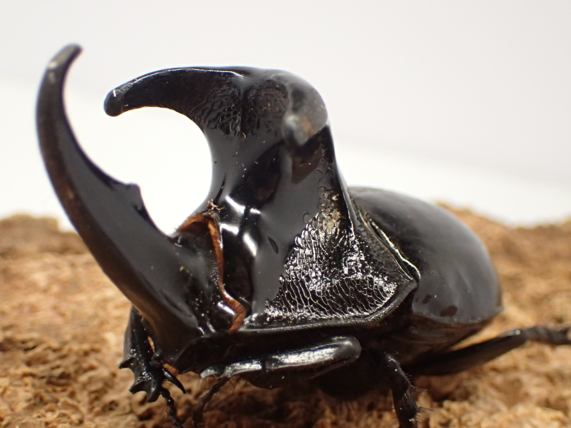 【WD】オオツノメンガタカブト　ペア