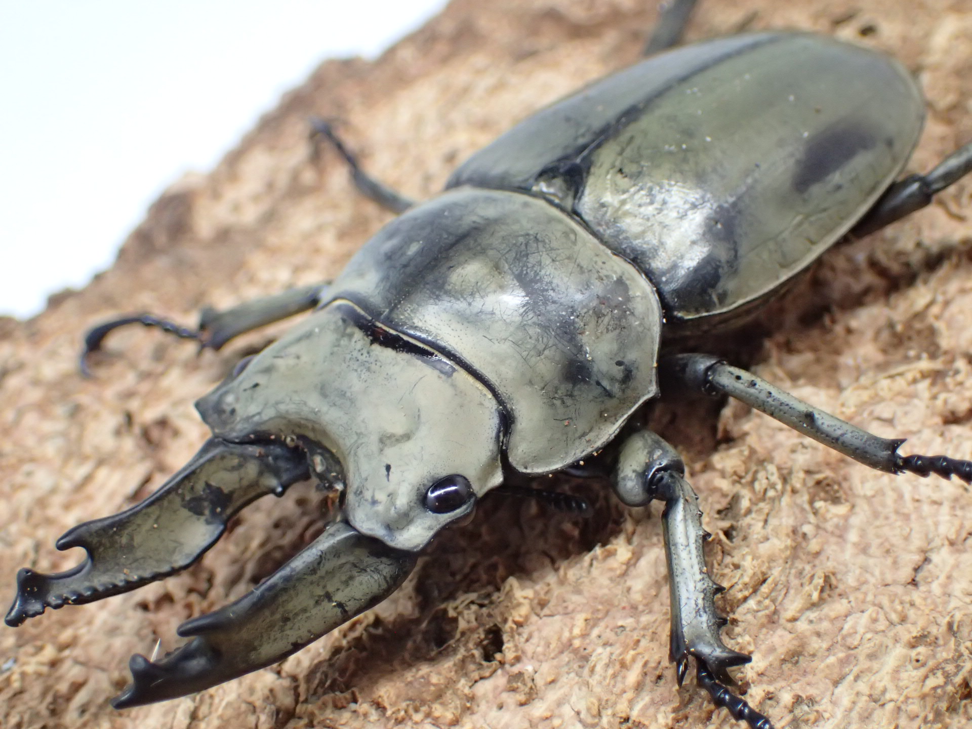 【WD】モセリオウゴンオニクワガタ　ペア