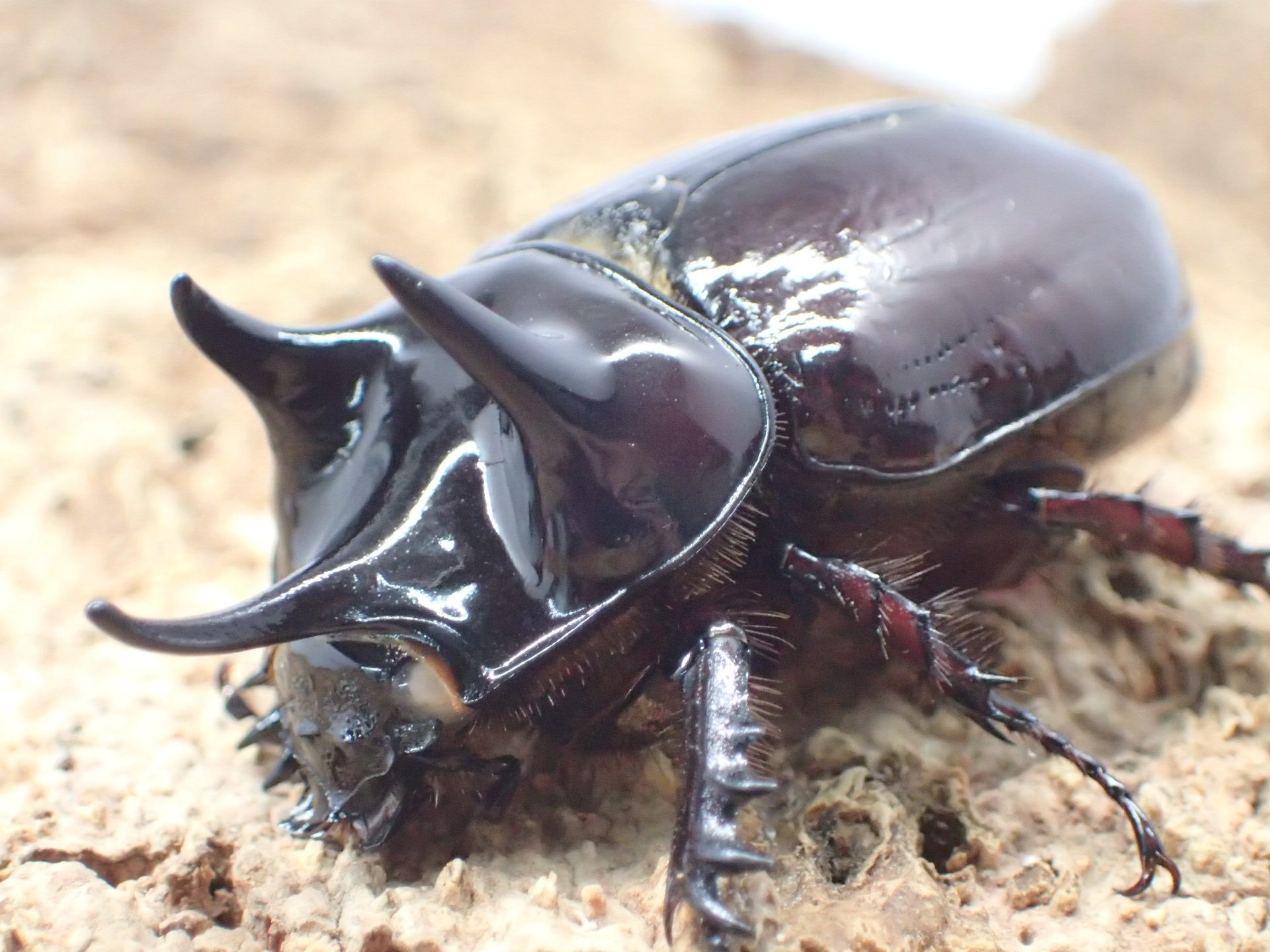 スリナムミツノカブト(ホワイトアイ)　ペア