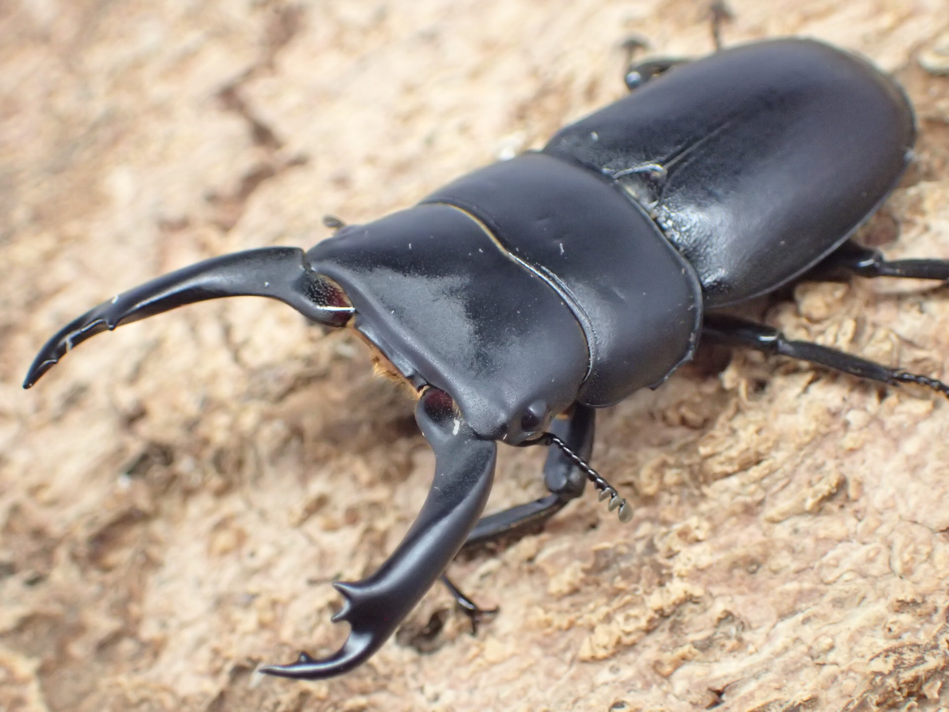 【WF1】ケルブルスヒラタクワガタ　ペア