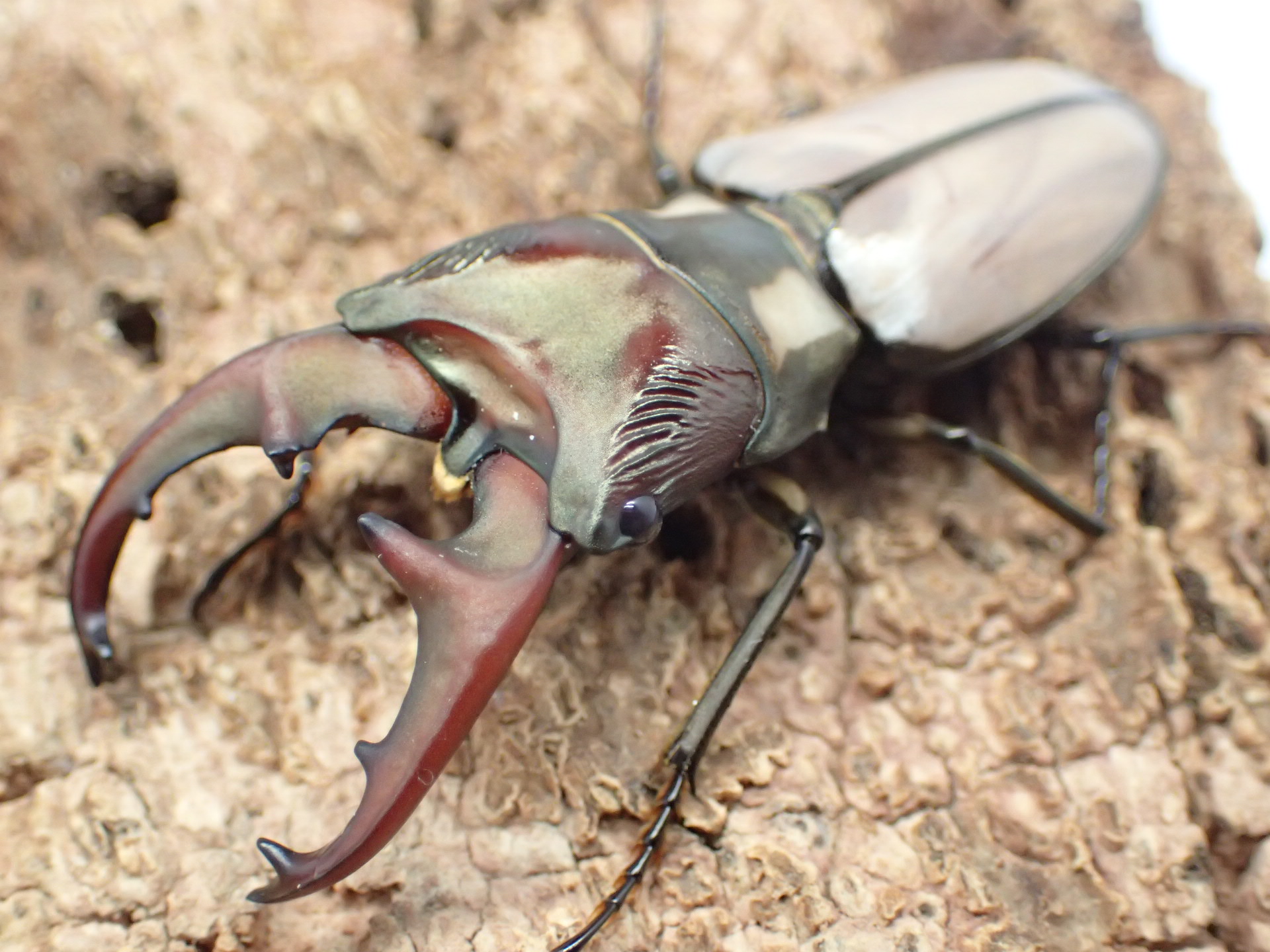 アルバーシホソアカクワガタ(原名亜種)　ペア