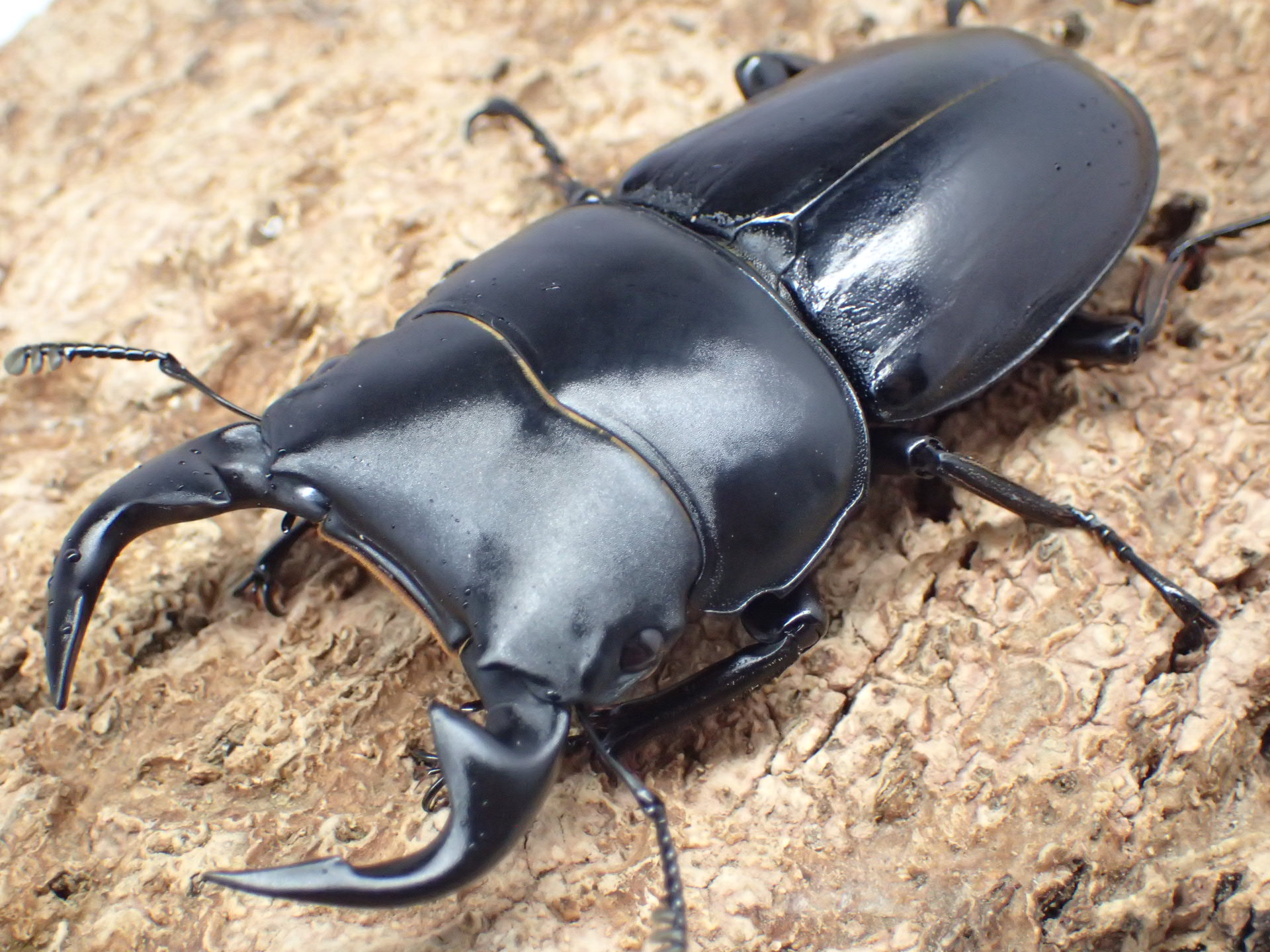 インドグランディスオオクワガタ　ペア