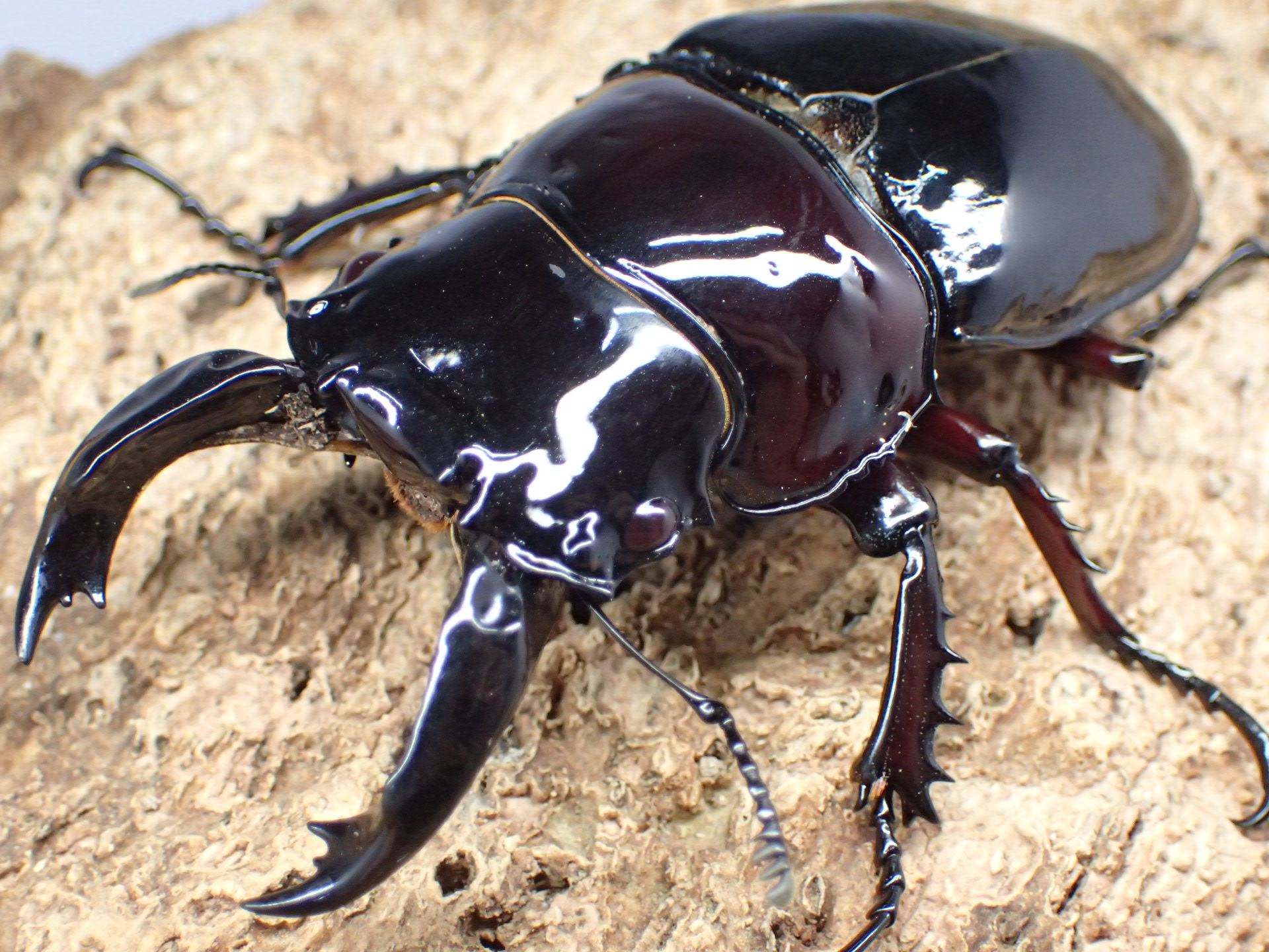 レギウスオオツヤクワガタ(赤レギ)(レッドアイ)　ペア