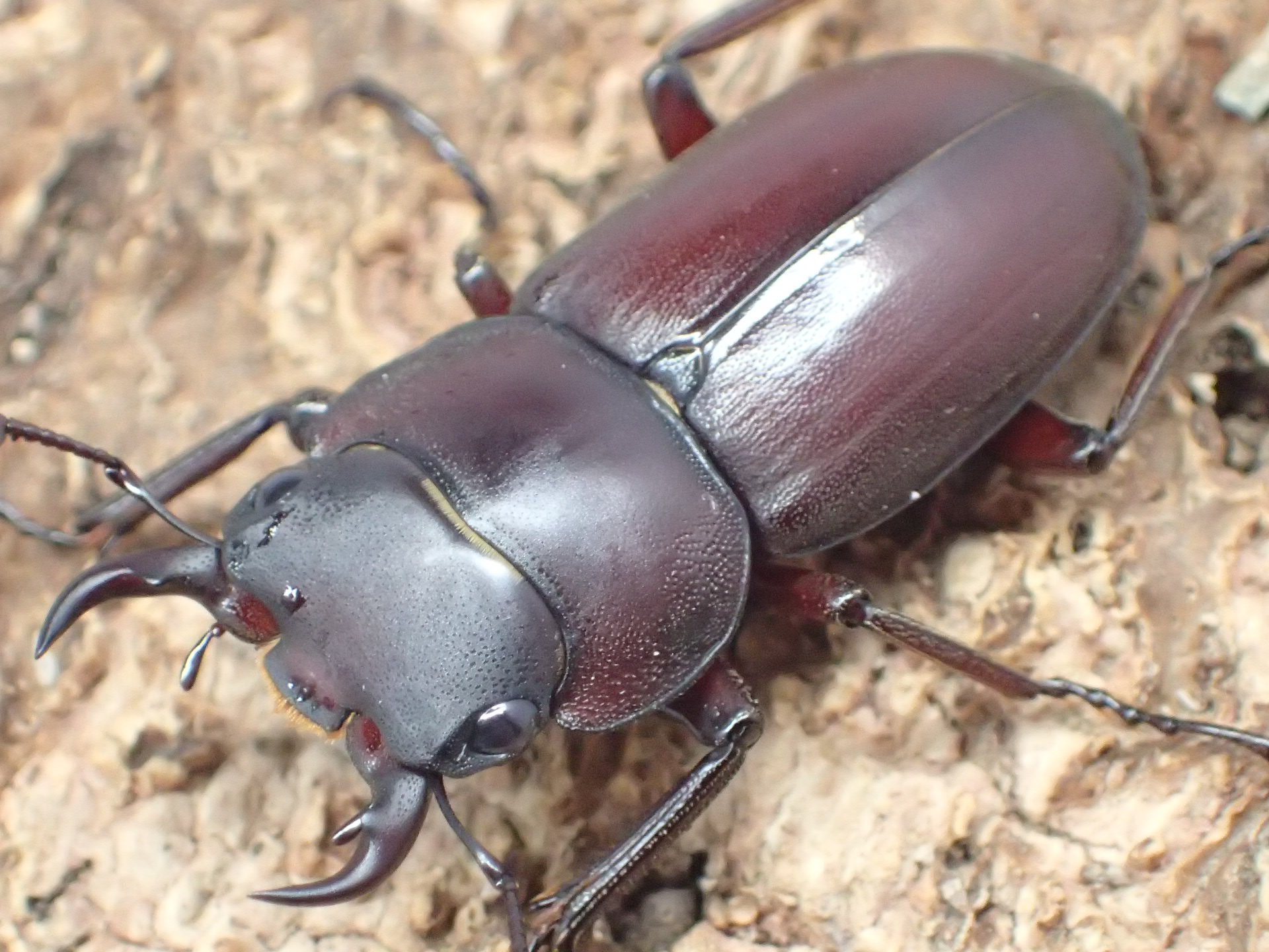ヤエヤマコクワガタ　ペア