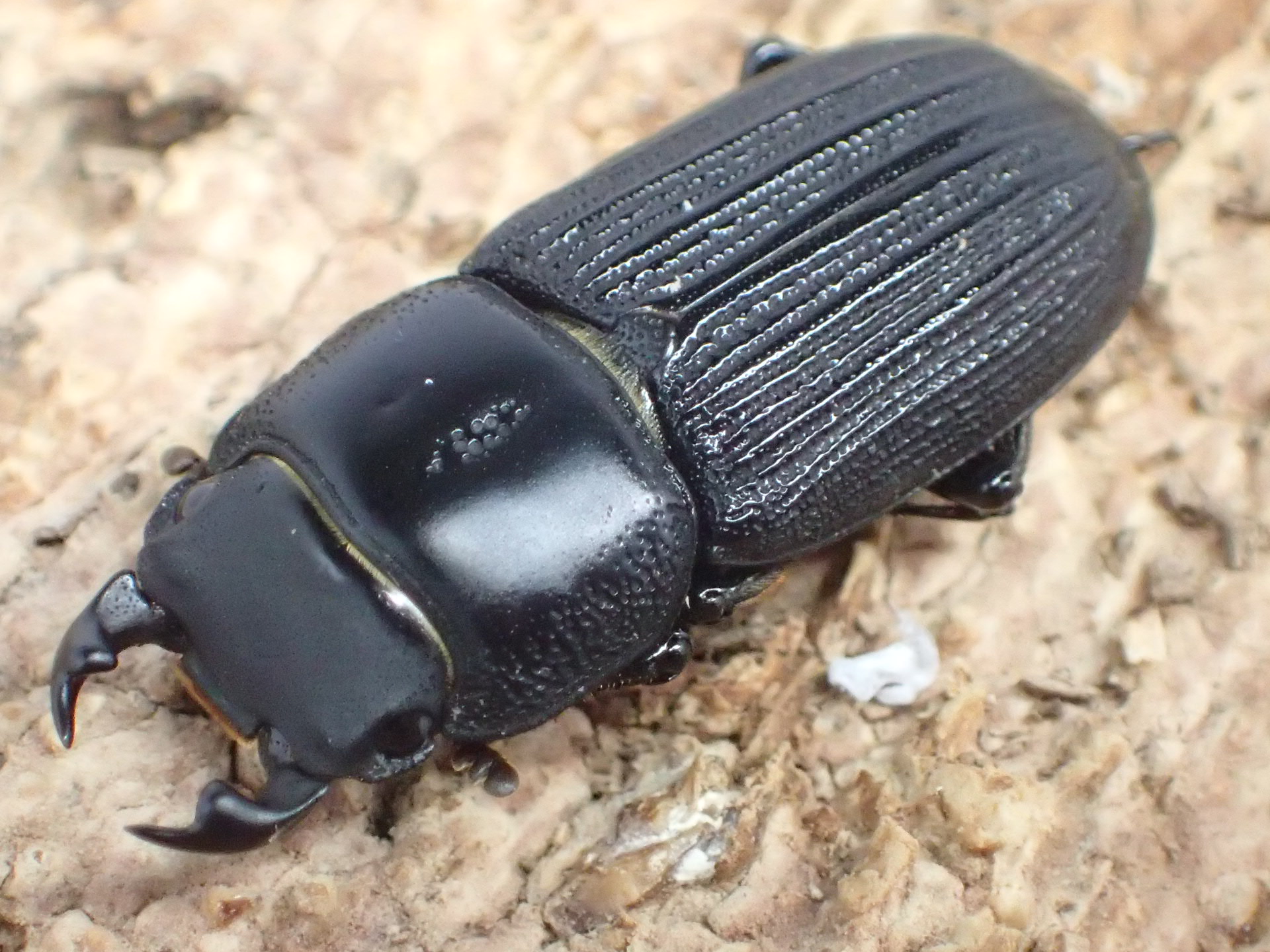 ミントオオクワガタ　ペア