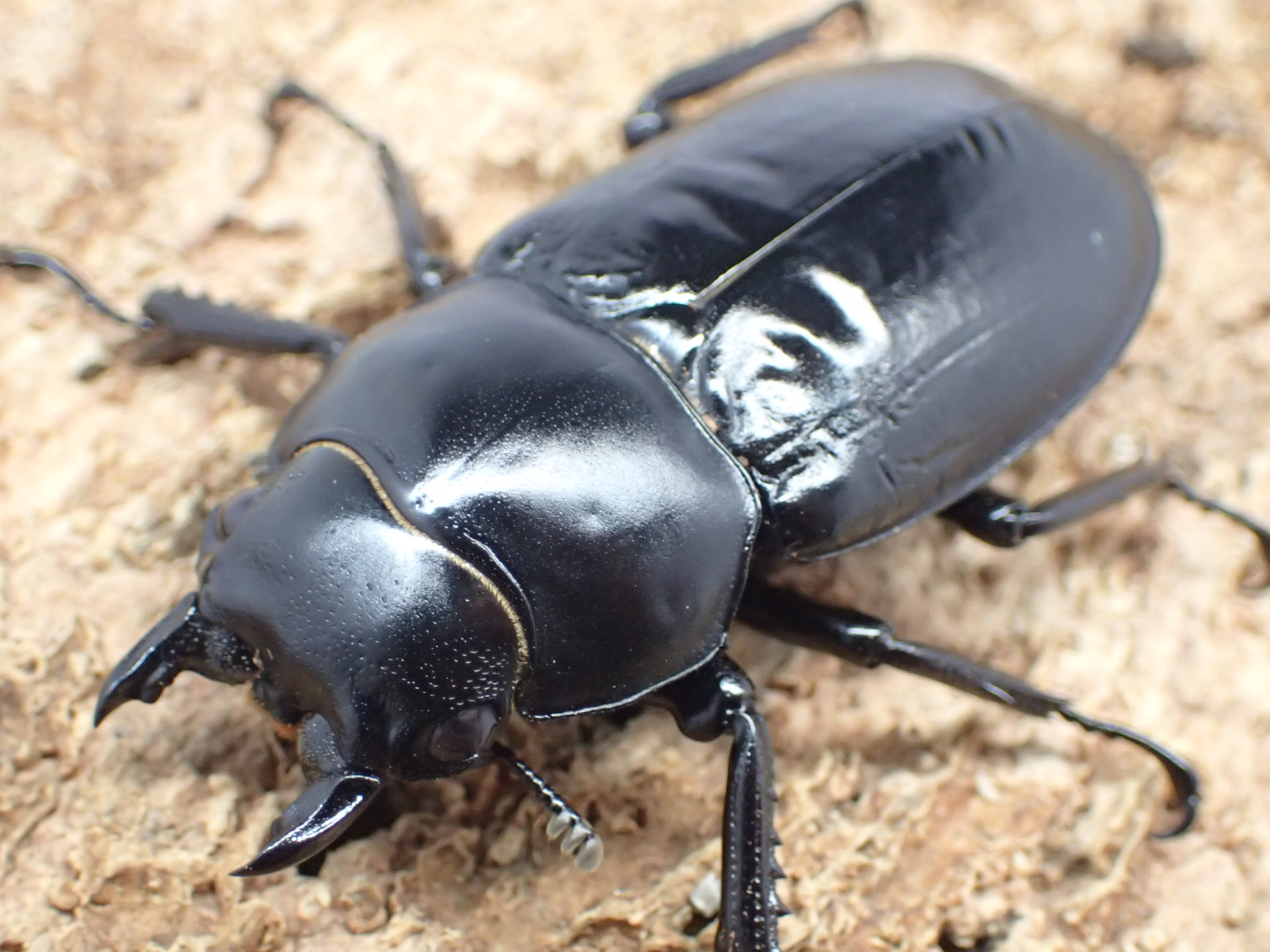 むしやどんぐり / 外国産クワガタ成虫