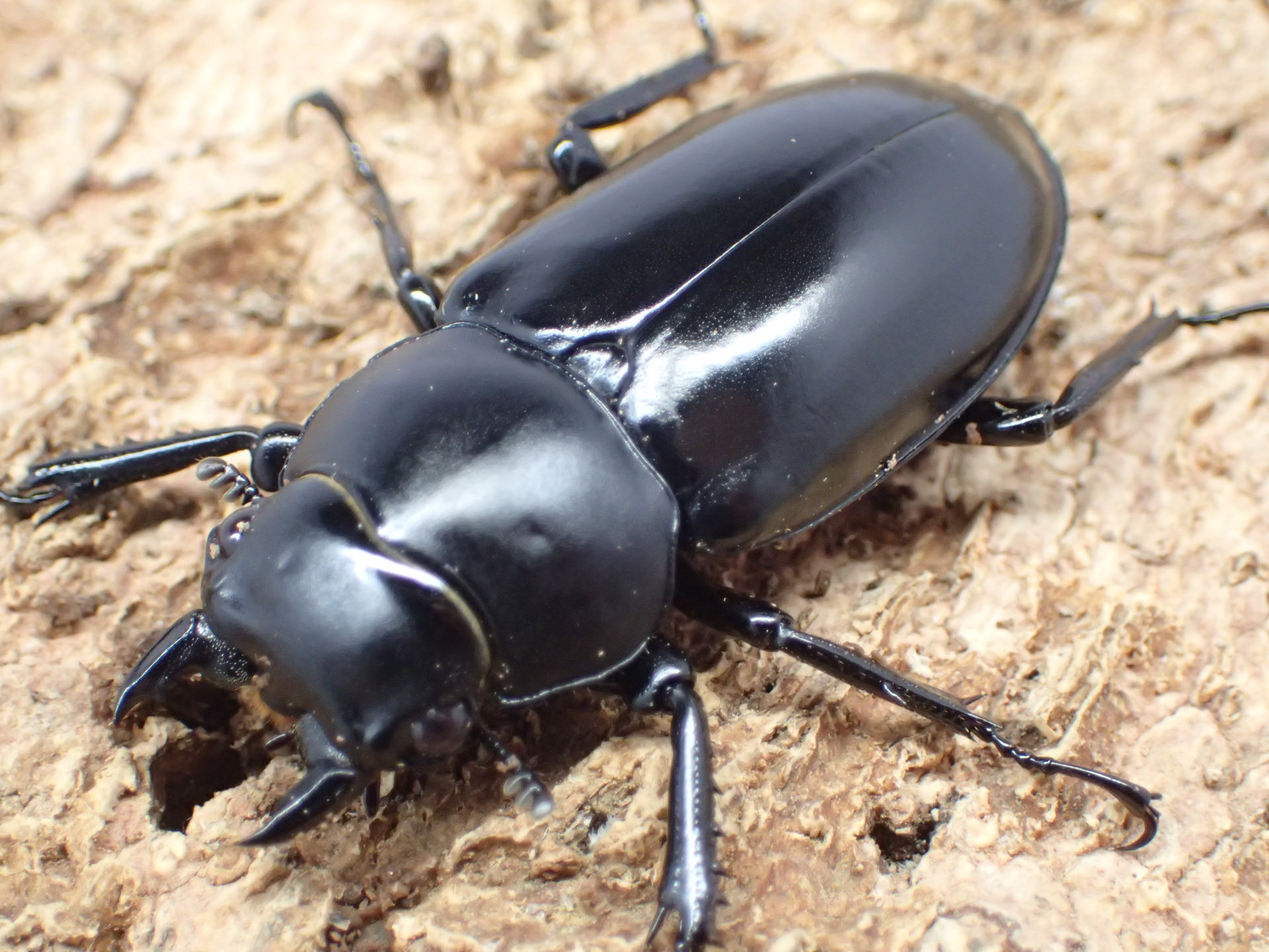 ウエストウッディオオシカクワガタ(原名亜種)　メス単品