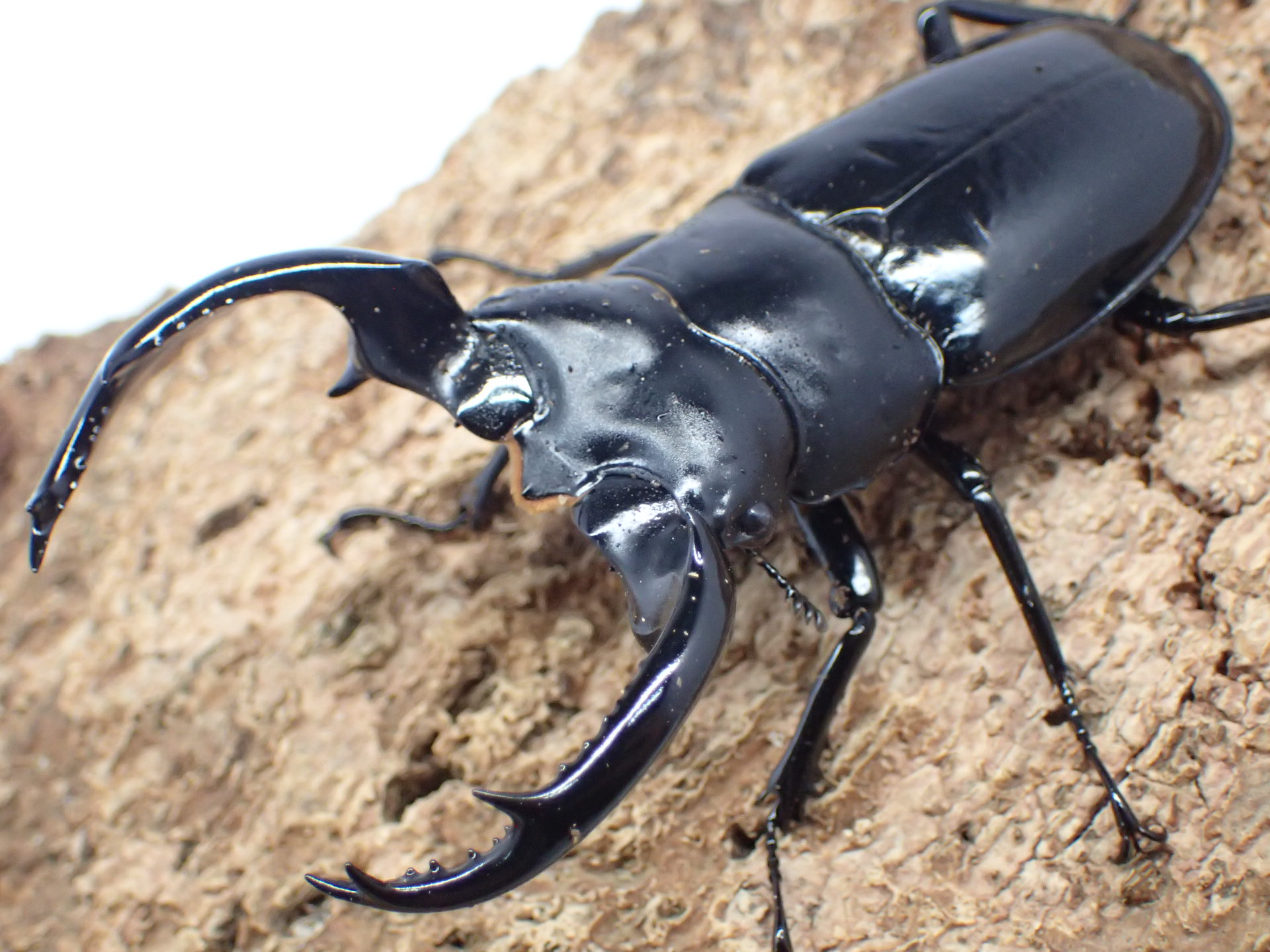 むしやどんぐり / ウエストウッドオオシカクワガタ原名亜種