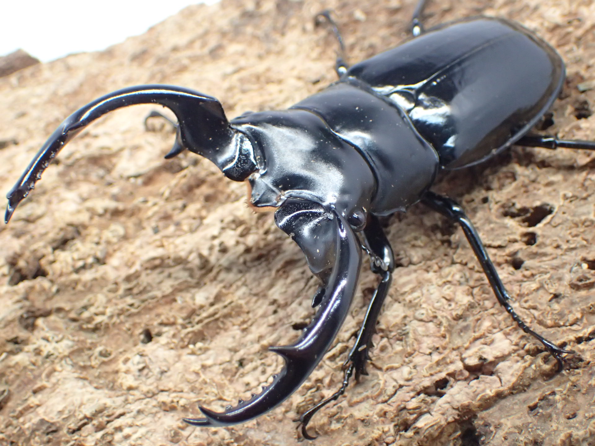 むしやどんぐり / 外国産クワガタ成虫