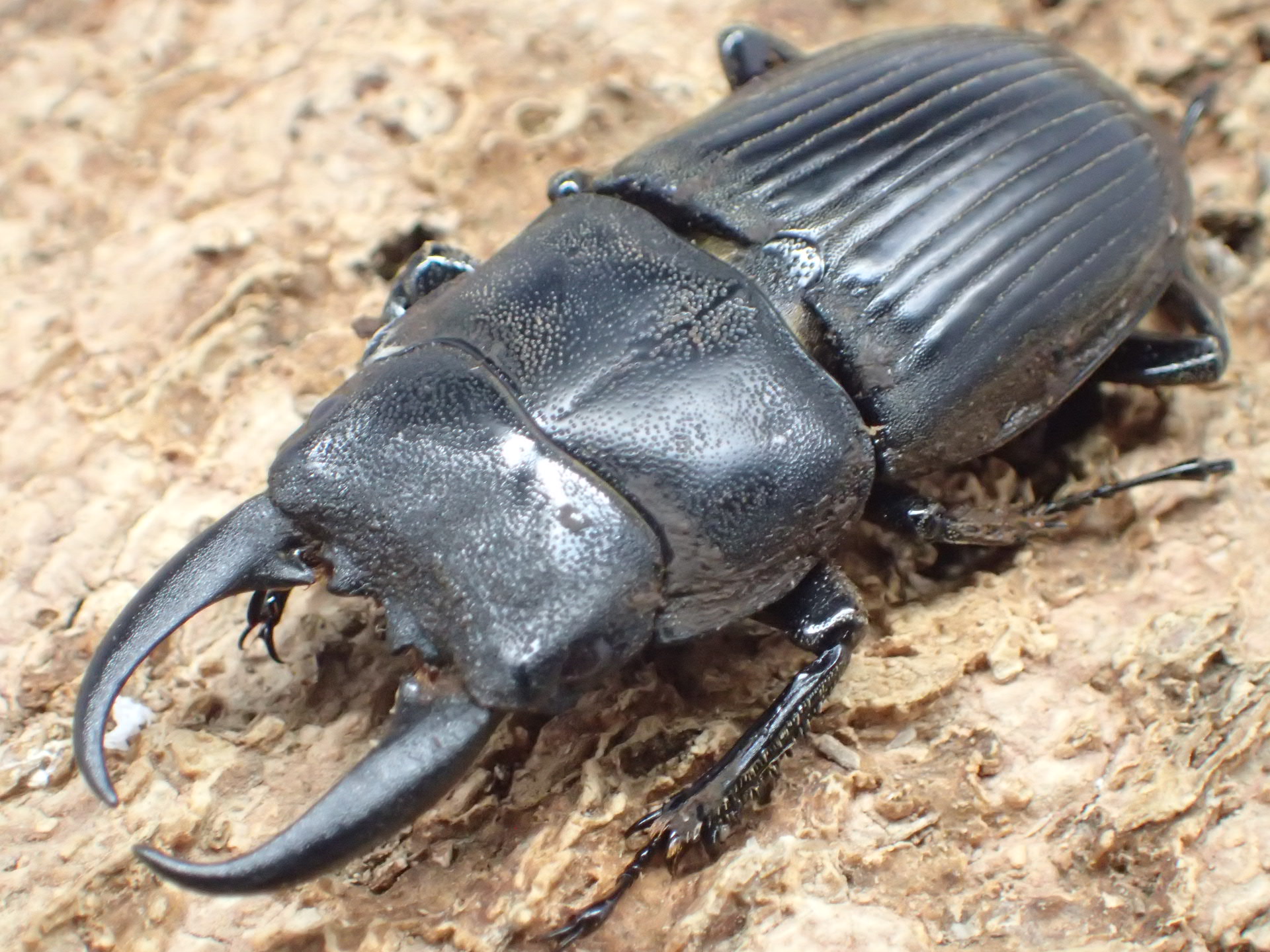 クーランネブトクワガタ幼虫　3頭セット