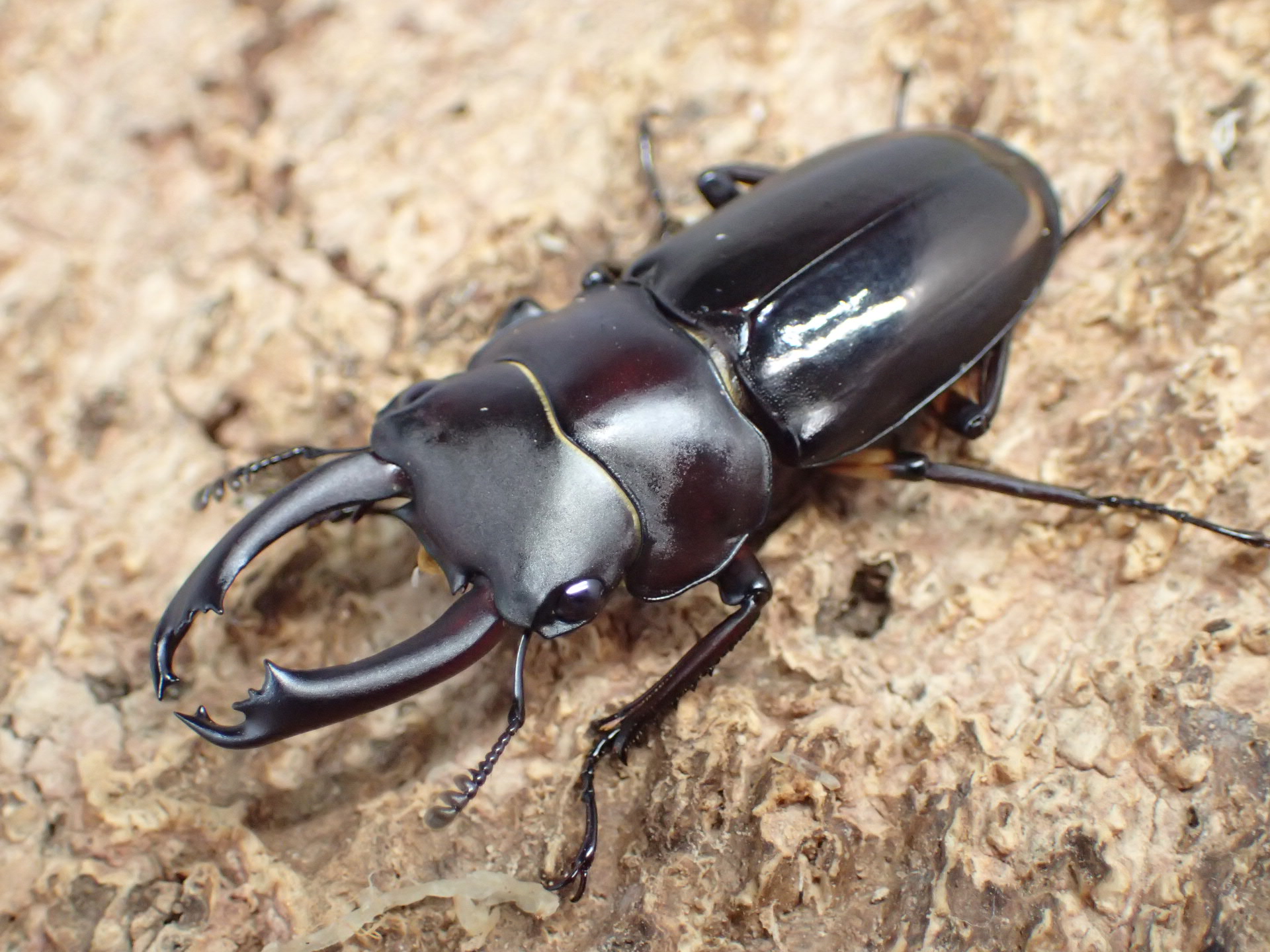 ヒマラヤコクワガタ　ペア