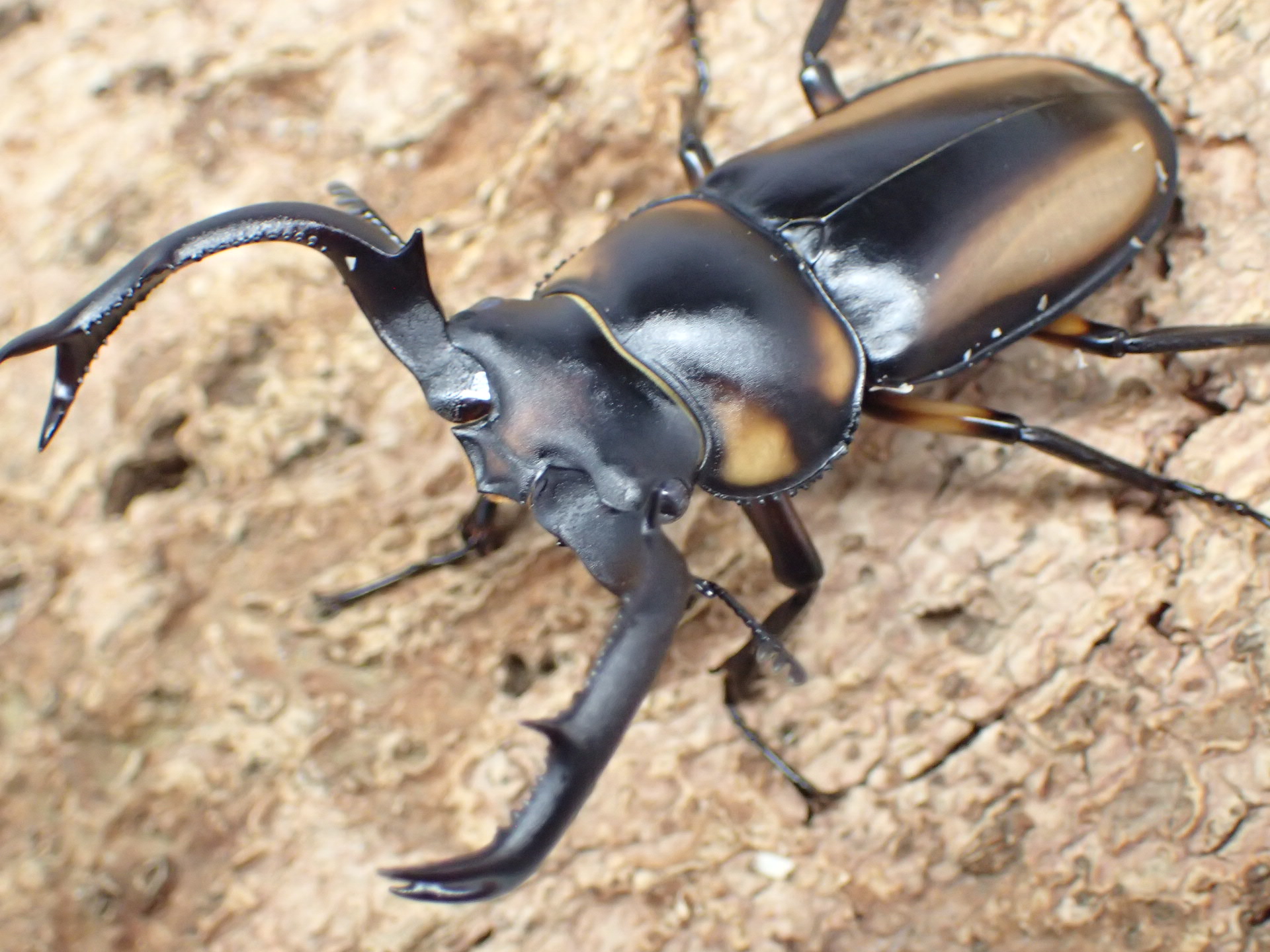 【WF1】スペキオススシカクワガタ　ペア