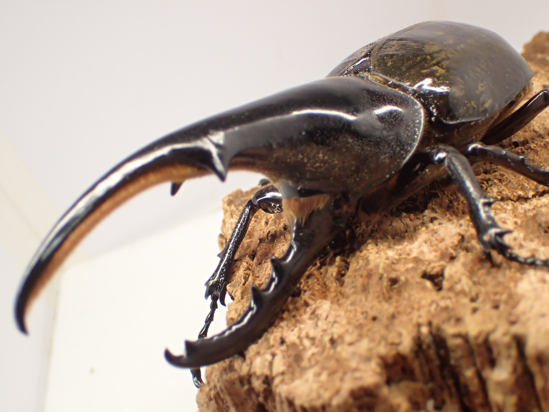 むしやどんぐり / ヘラクレスオオカブト原名亜種(ヘラクレス・ヘラクレス)