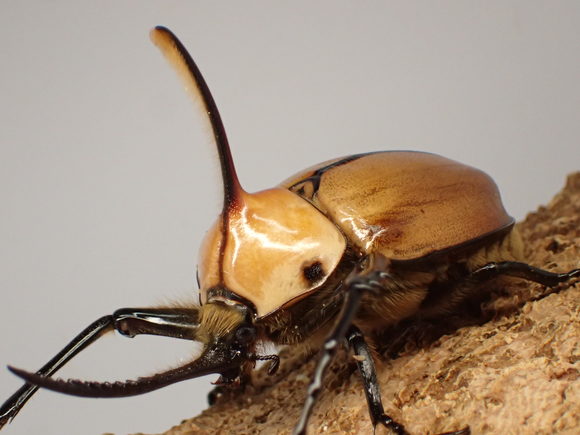 ゴロファ・ポルテリ　ペア