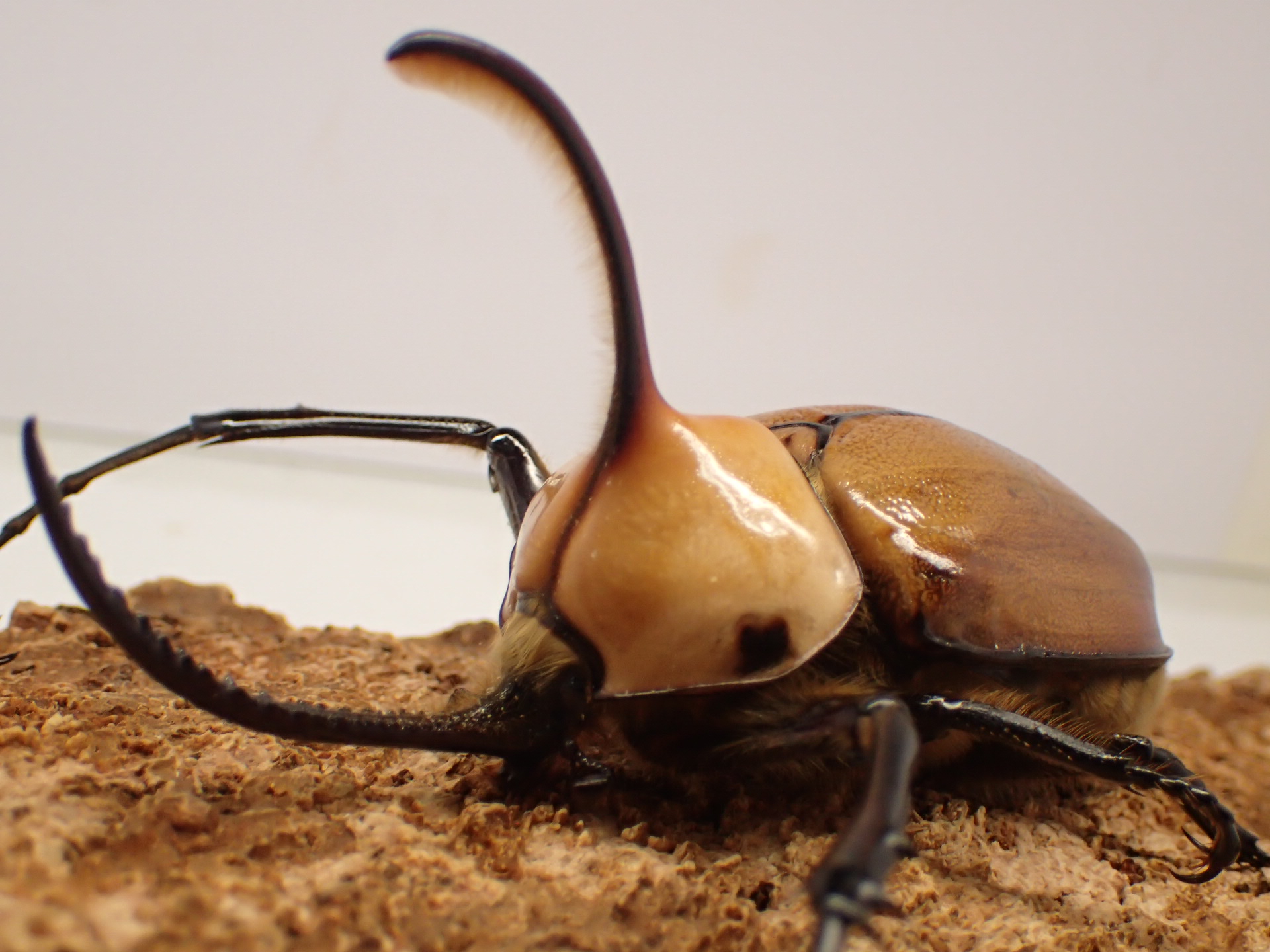 ゴロファ・ポルテリ　ペア